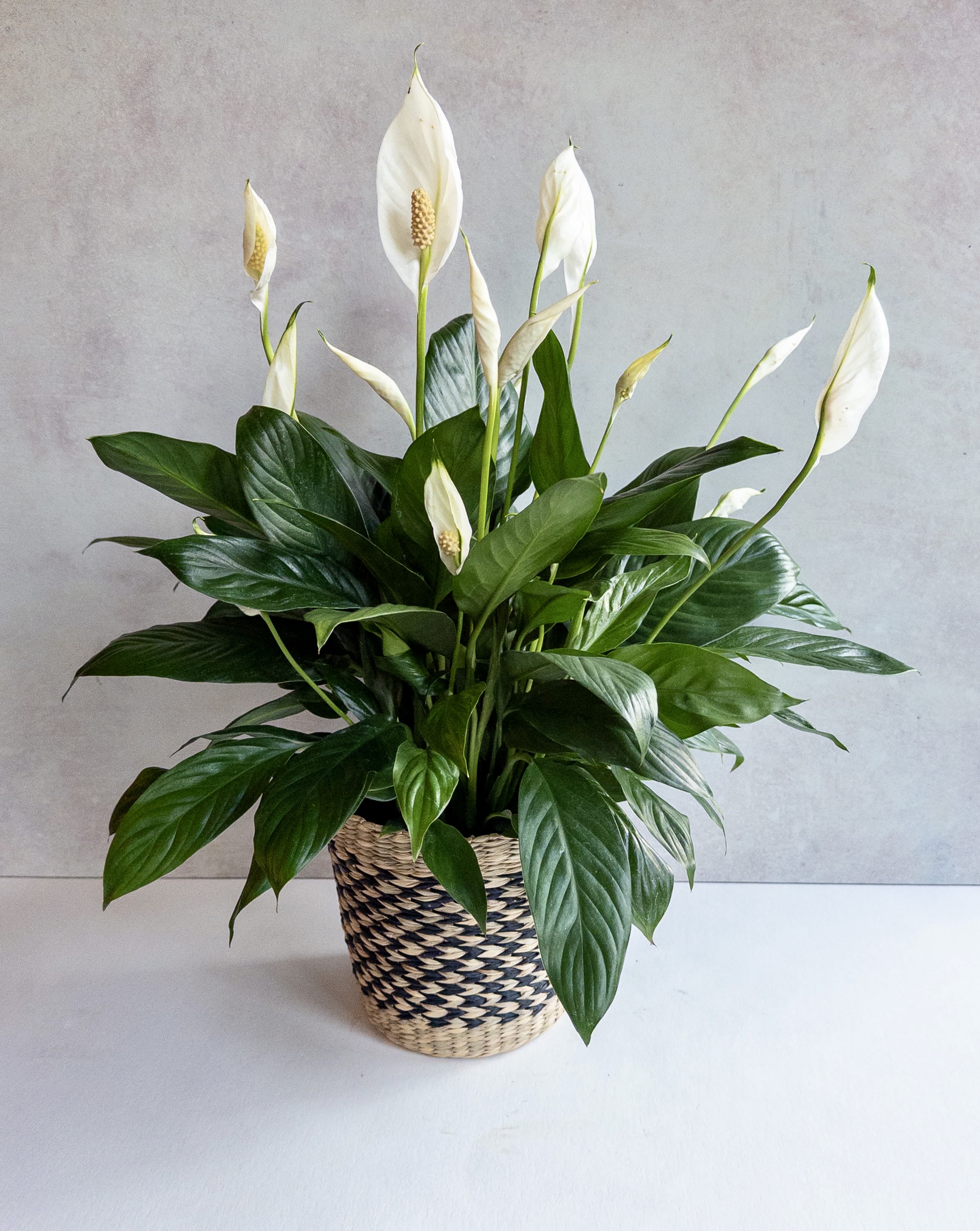 Potted peace lily with white blooms in a woven basket
