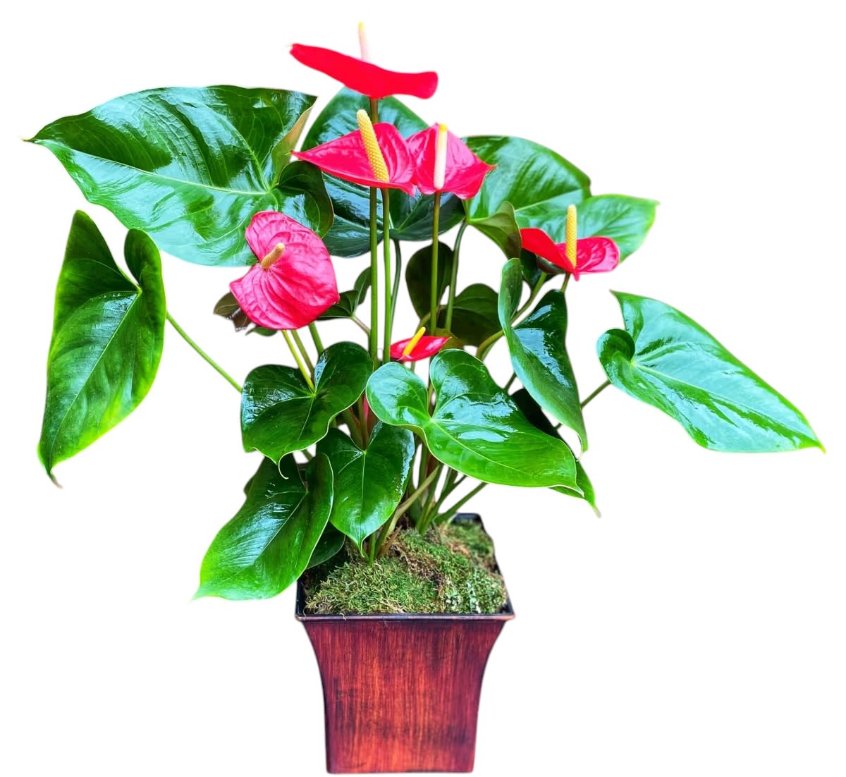 Pink anthuriums in a square wooden planter