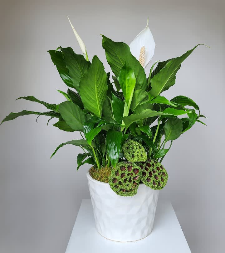 White peace lilies in a white pot with moss-covered decorative accents