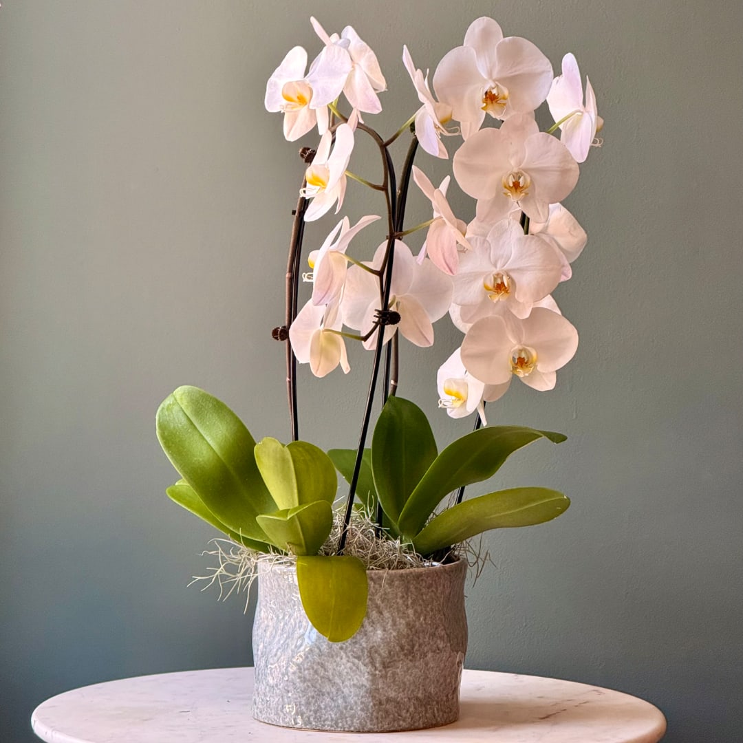 Potted white orchid plant with broad green leaves in a textured container