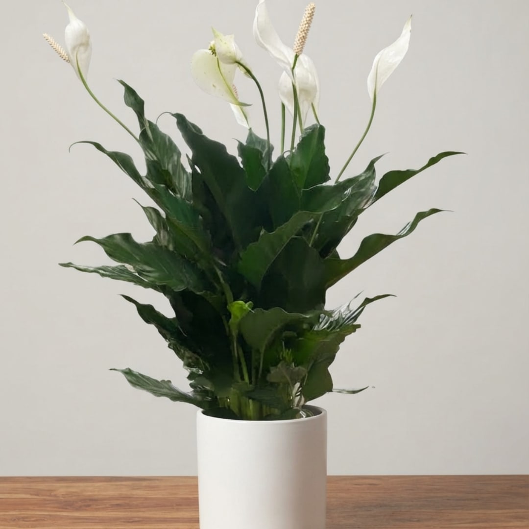 White peace lilies in a white pot on a wooden surface