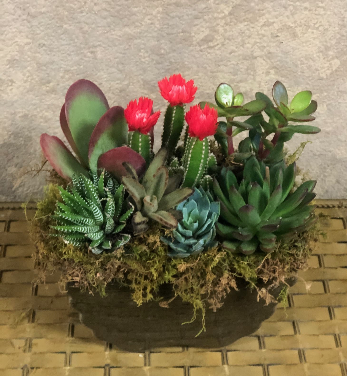 Succulent Garden Dish with Cactus - Type Of Flowers: Different types of Succulents and Cactus with moss in a plaster container. Availability: All year round Substitute Available: Yes Design View: Symmetric Front Facing View Photo shown: Regular