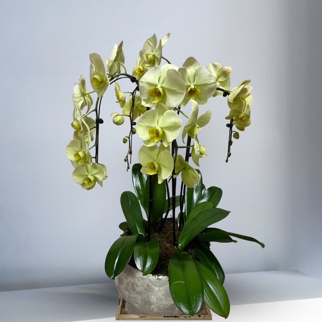 Yellow orchid plant in a textured pot with glossy green leaves