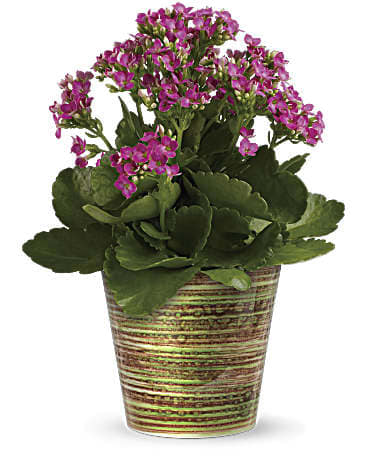 Kalanachoe Plant - Spreading happiness is as easy as sending this colorful Kalanchoe plant! This plant's pretty flowers and gorgeous green leaves brighten up any room.