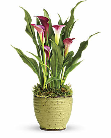 Spring Calla Lily Plant - This elegant pink, yellow or purple calla lily plant is a gift that lasts!  Color will depend on what is in season at the time of order.  Orientation: All-Around