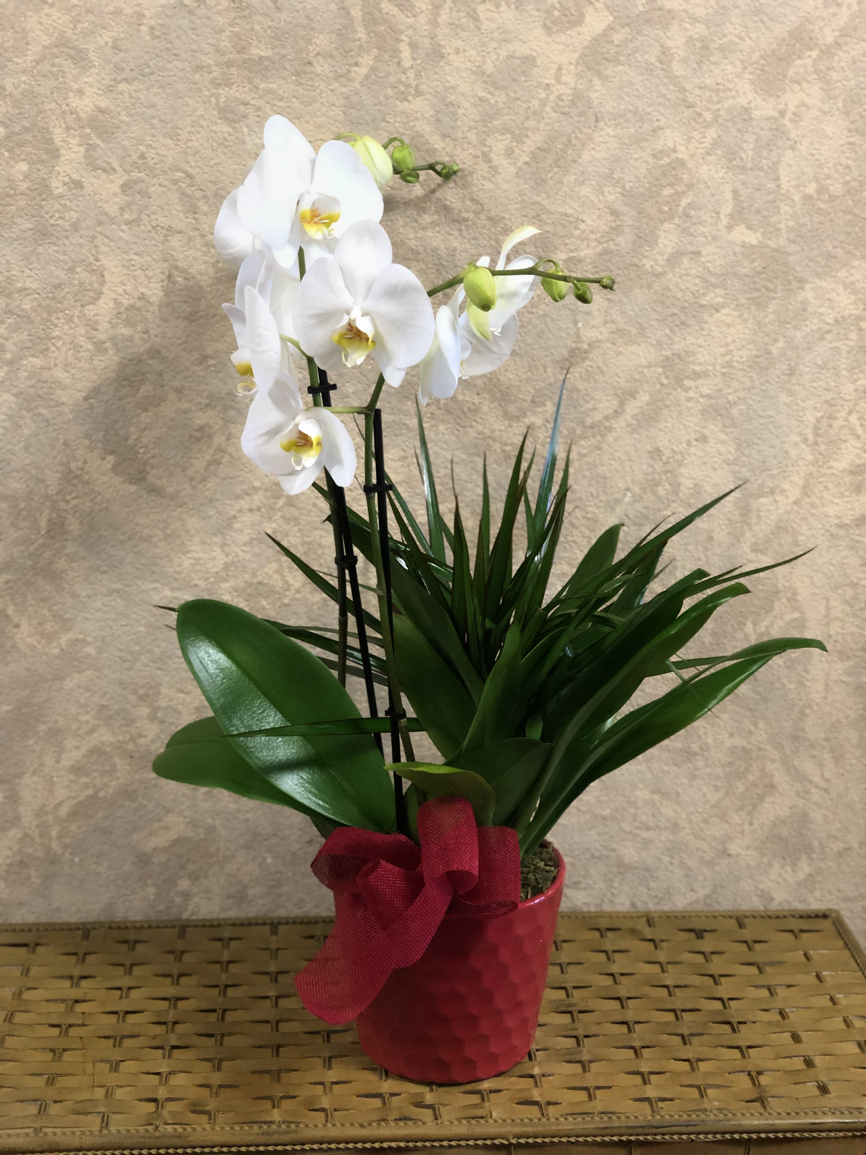 Orchid with Fresh Plant - Double stem orchid plant with green plants. Choose orchid and pot color on what we have available.