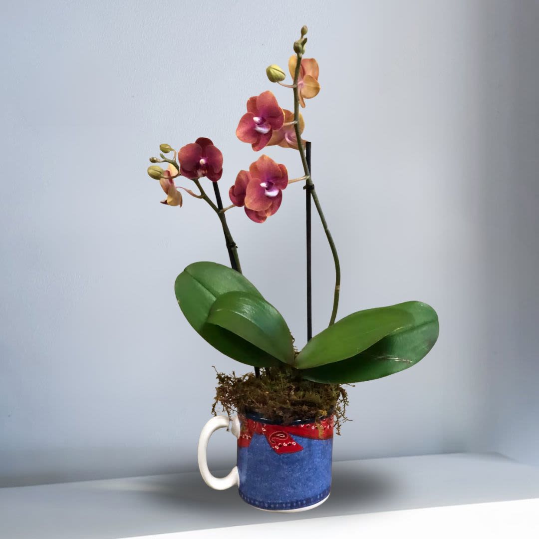 Potted orchid with pink-orange blooms in a mug-shaped container