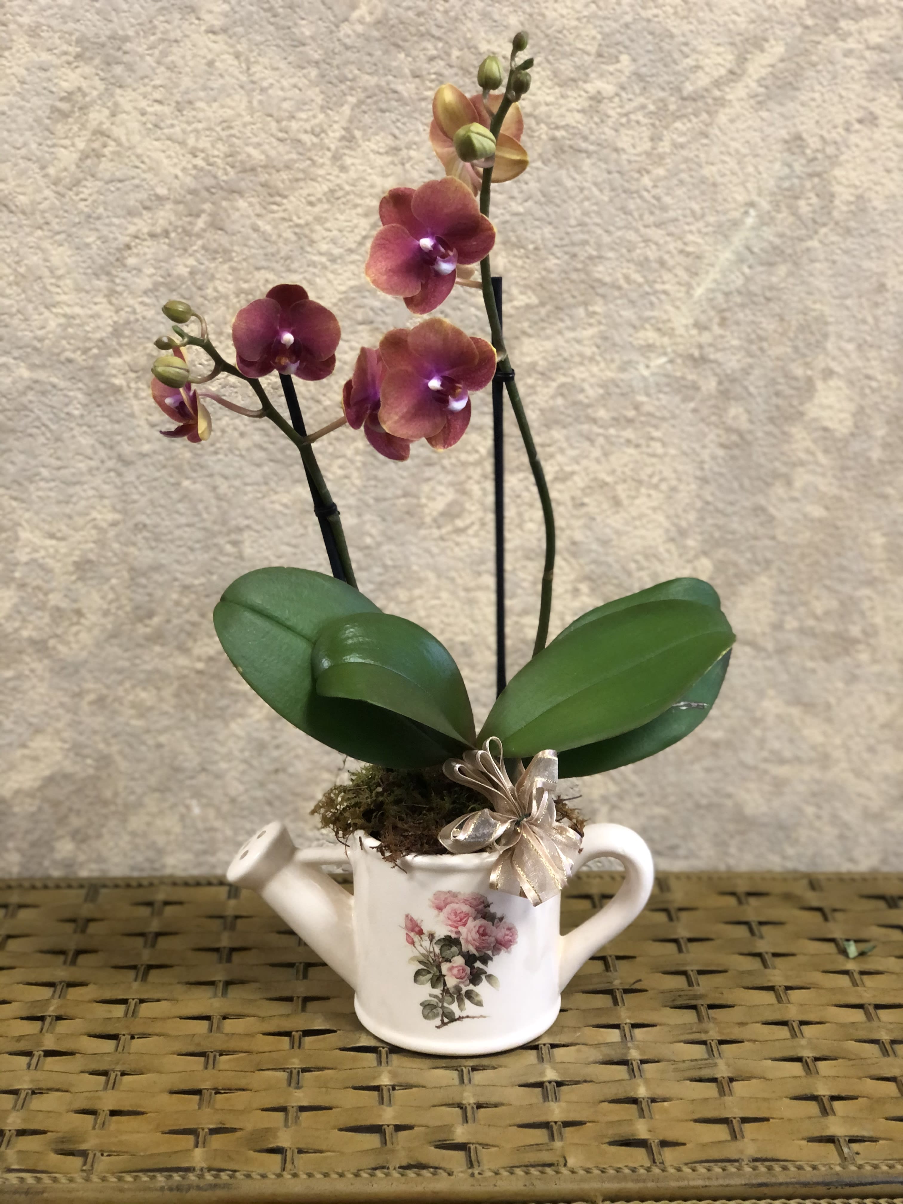 Lil Spout Orchid for Mom - Mini orchid in a little watering can mug with a bow.  Orchid color may vary.