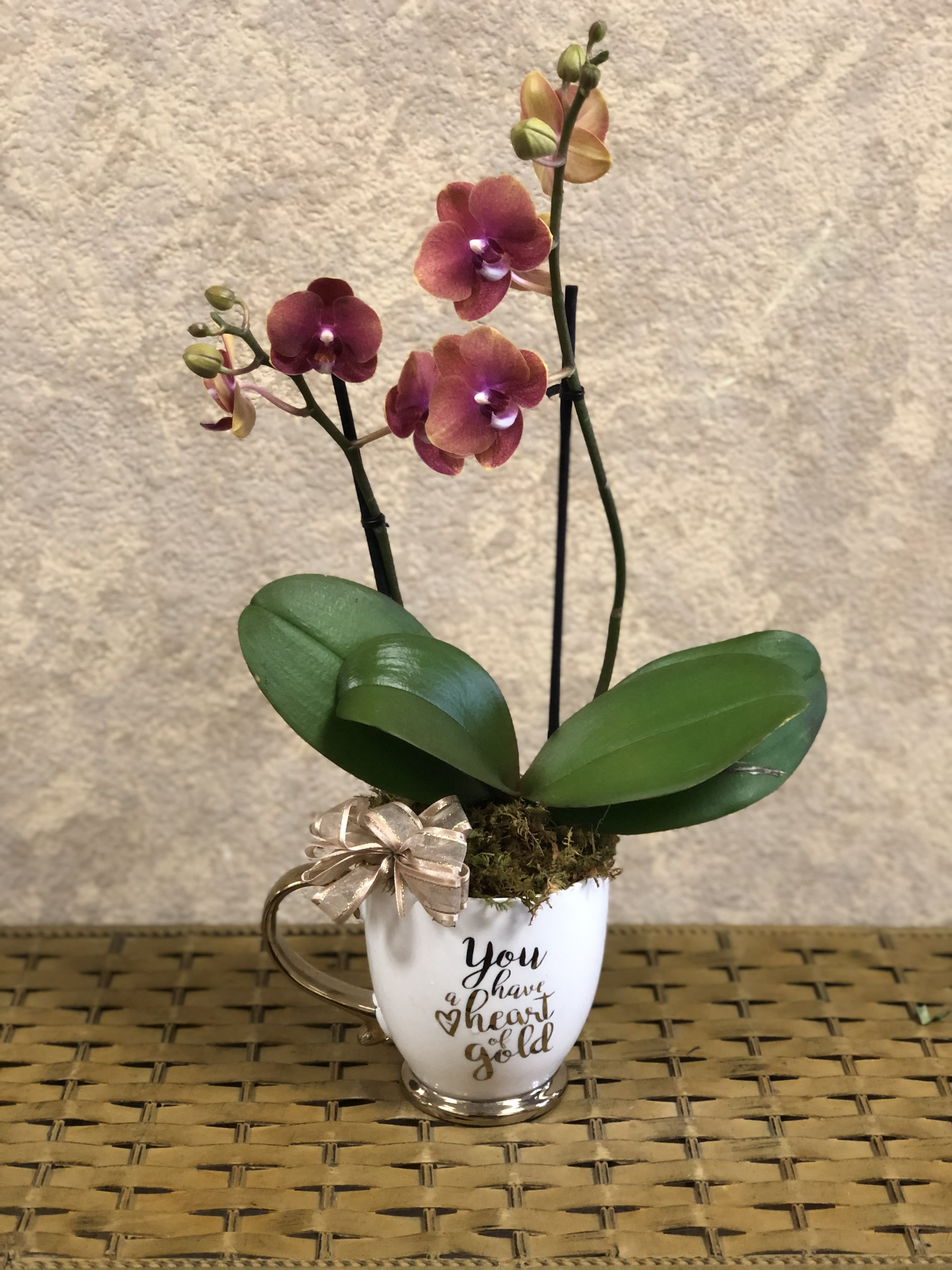 Heart of Gold - Mini orchid in a mug with a bow.  Orchid color may vary.