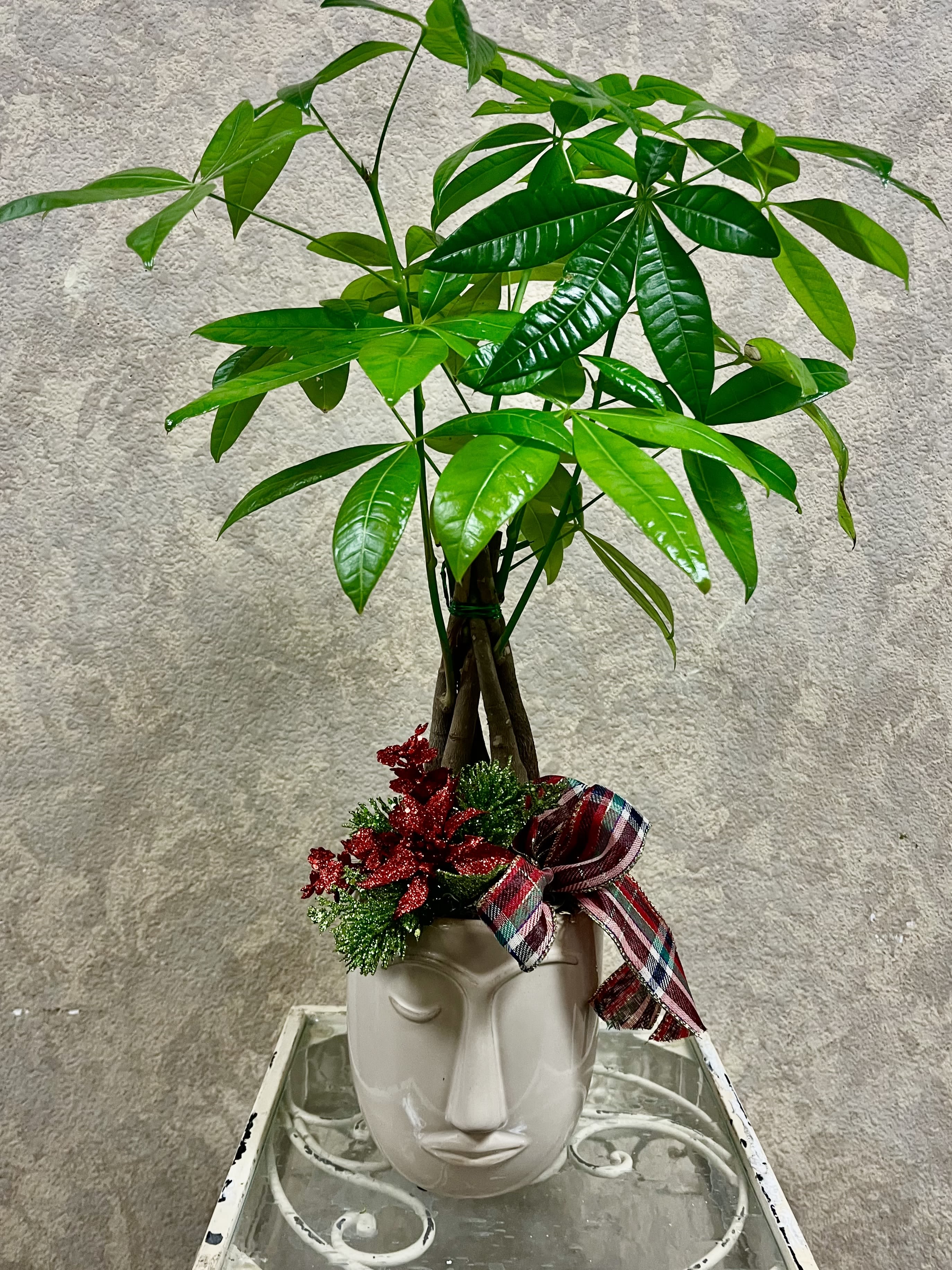 Money Tree Plant - Send some good fortune with this lovely money tree plant with moss.  Bow can be added. Different color pots available. Please specify in special instructions during check out.
