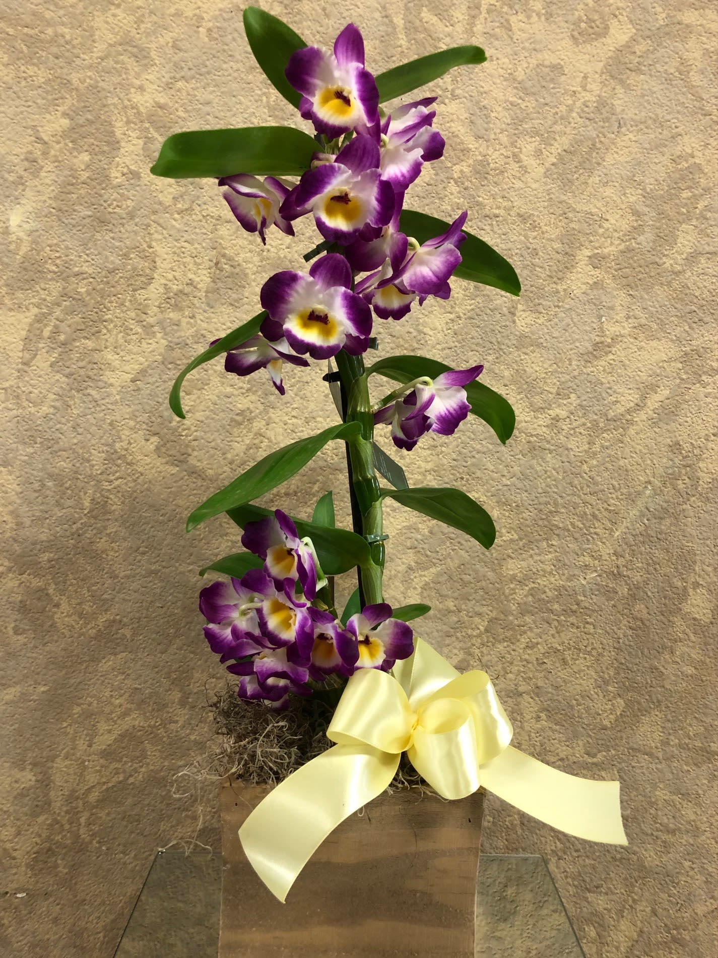 Rustic Orchids  - Orchid plant in a rustic wooden box.
