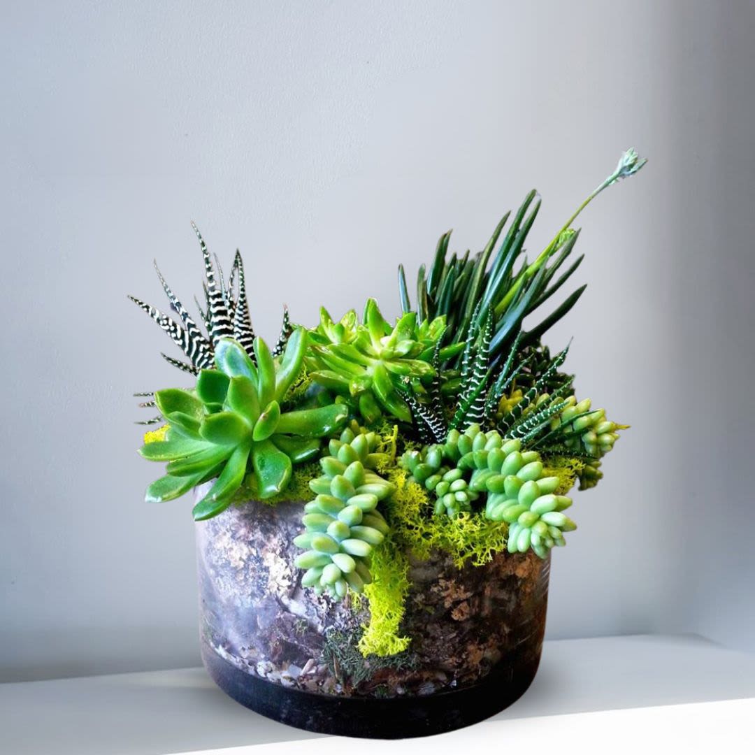 Circular Succulent Terranium - Circular Succulent Terranium
