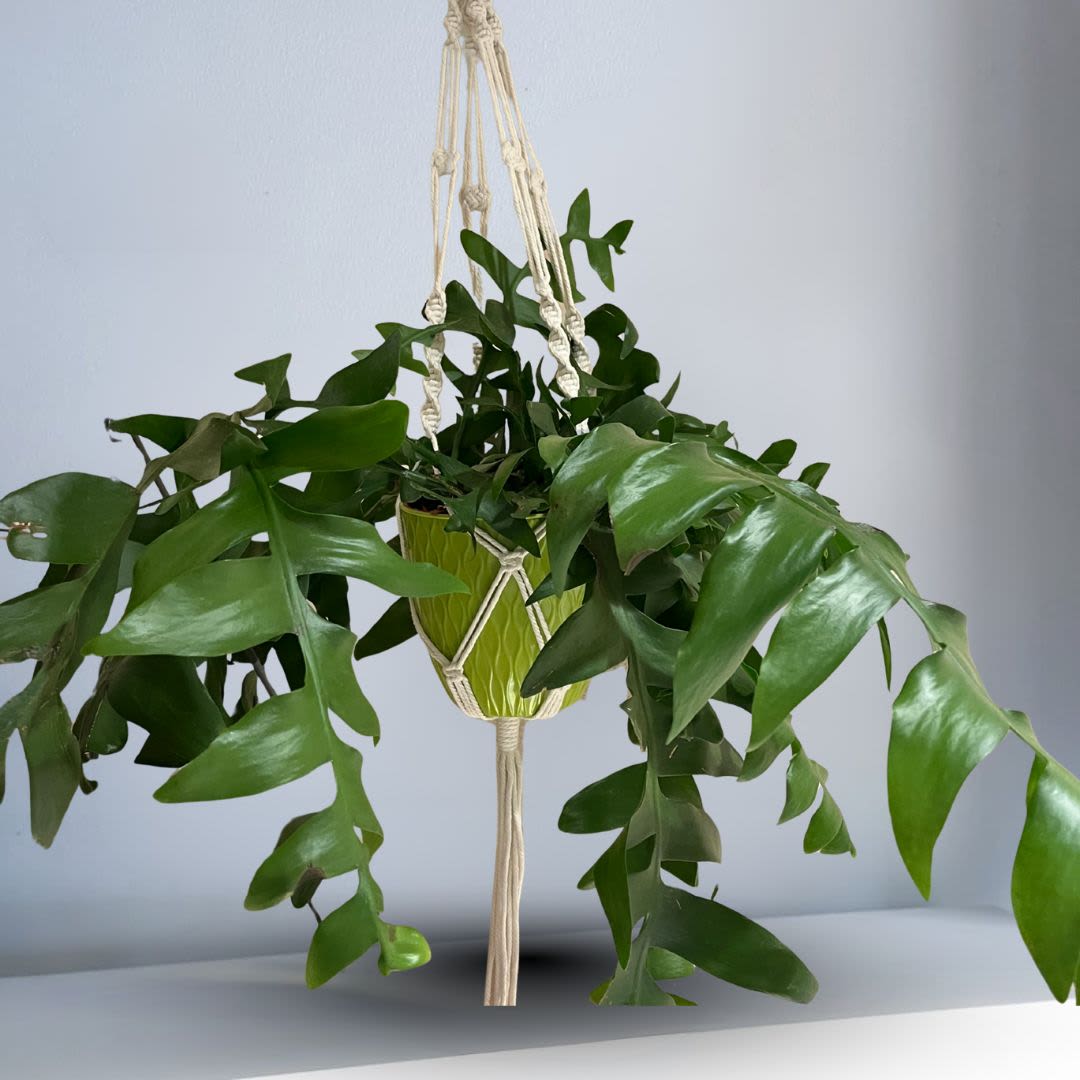 Fishbone cactus plant with macrame - Hanging fishbone cactus with Macrame