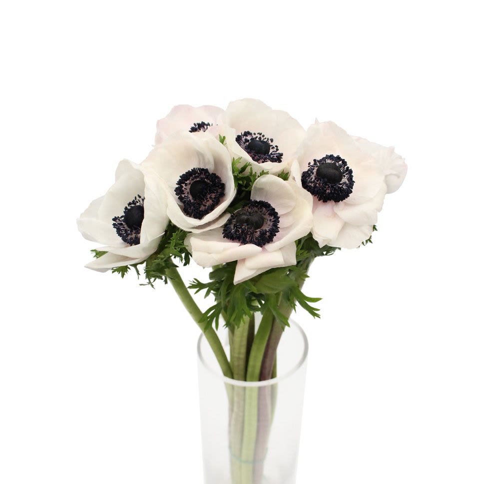 Anemone bunch - Anenome bunch wholesale 10 stems Specify color in special instructions during check out available in white, blue, hot pink, red, and burgendy Must order 4 days in advance in-store pick up only unless order over $135