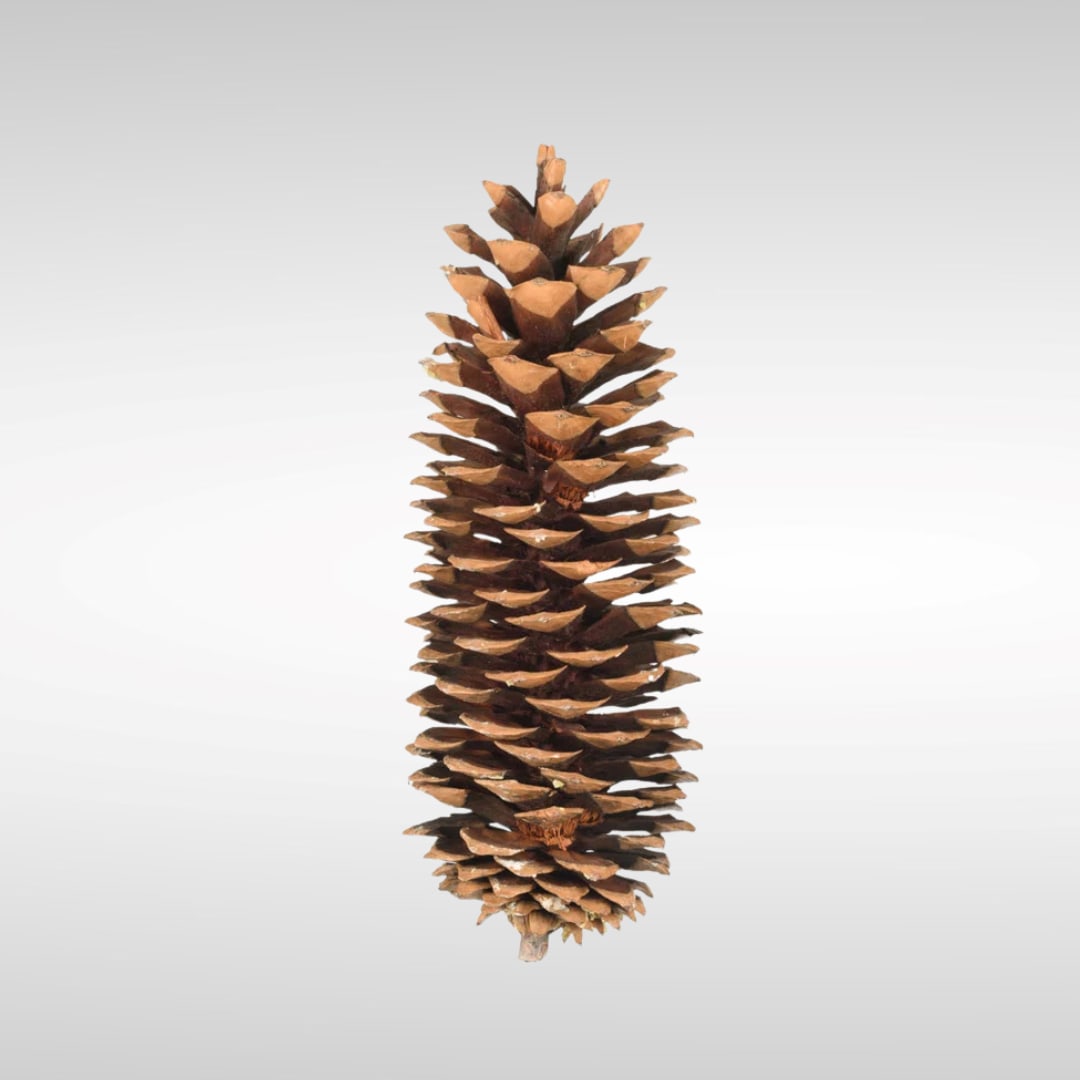 10" Pine cones - 10" Pine Cones