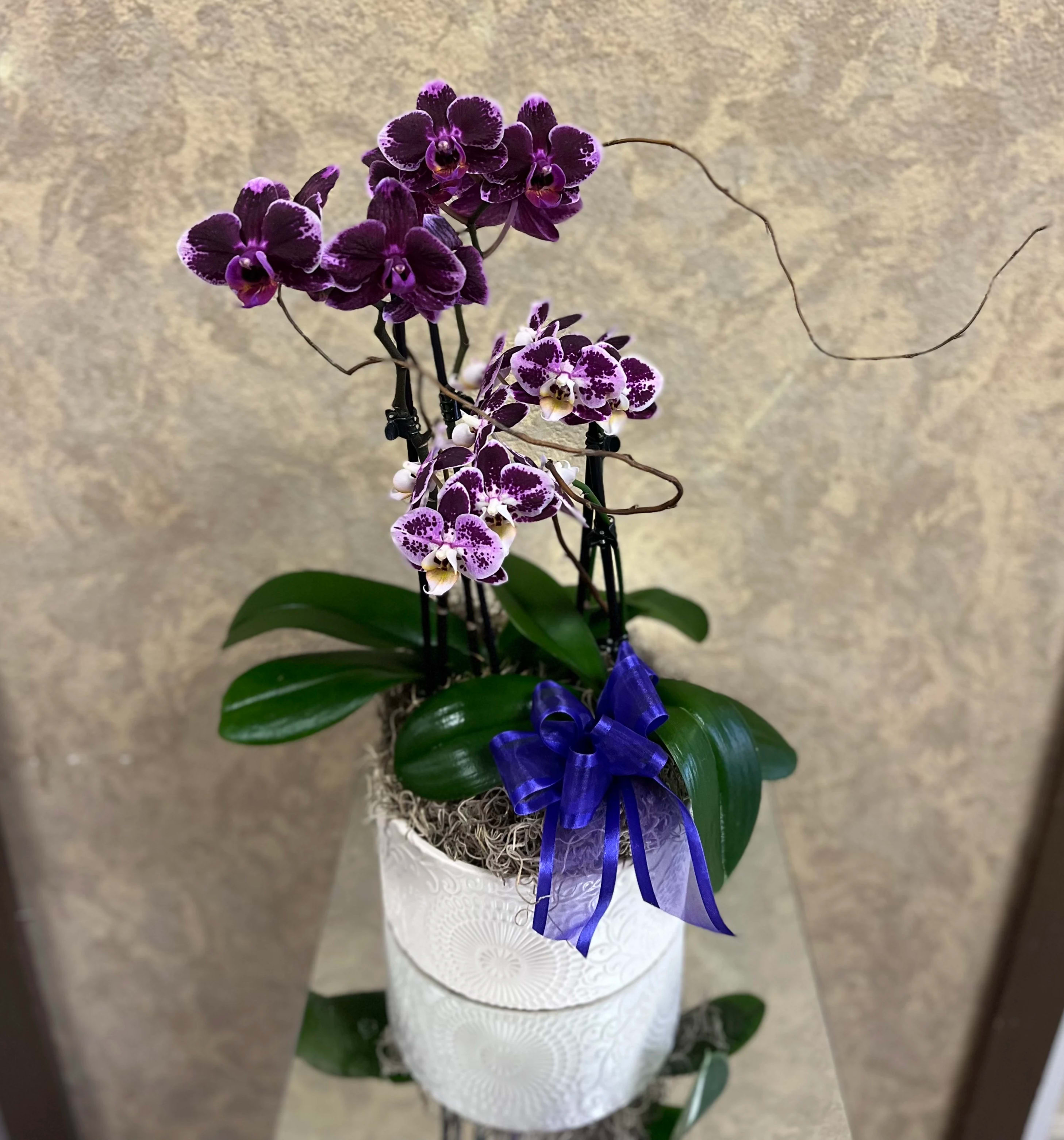Double Stem Phalaenopsis Orchid Plant Small - Two Double Stem Small Phalaenopsis Orchid Plant in a white planter with ribbon.