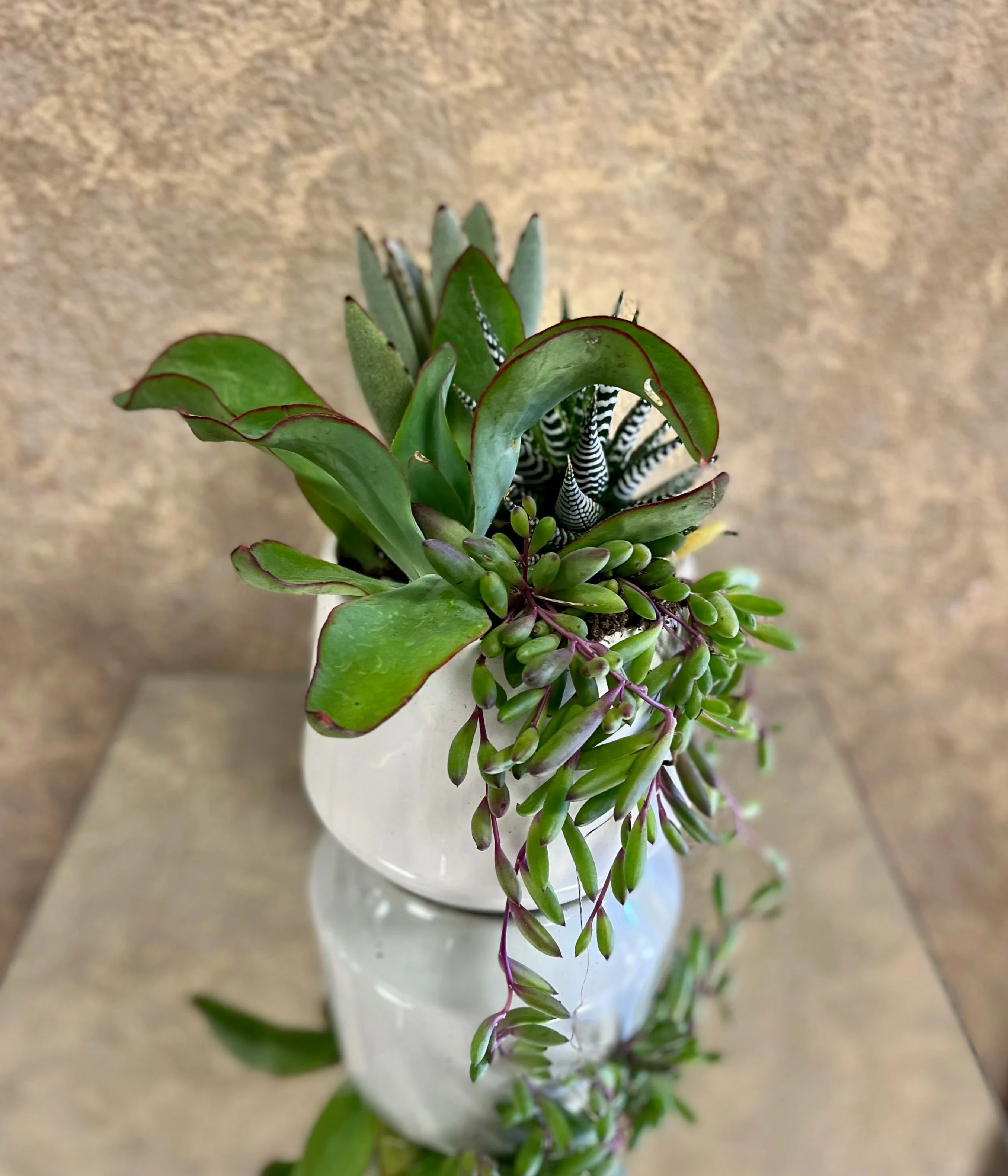 String Succulent Garden Dish - Gift someone with this easy-to-grow succulent dish! This succulent dish comes with four different succulents including string of rubies othonna capensis succulent in a white clay pot.