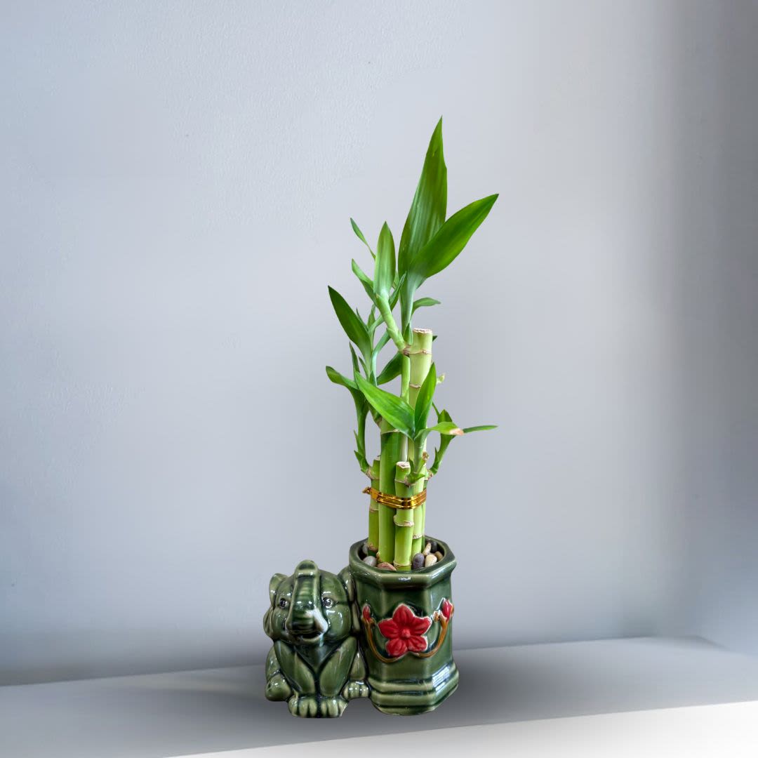 Prosperity Bamboo Plant with Elephant - A bamboo plant and elephant create a powerful symbol of enduring strength, prosperity, protection, and good fortune.  This pairing is often placed:  At the entrance of a home or business to invite abundance and safeguard the space.  In offices or homes to symbolize steadfast growth, wisdom in decisions, and grounded success.  Dimensions: 6" tall