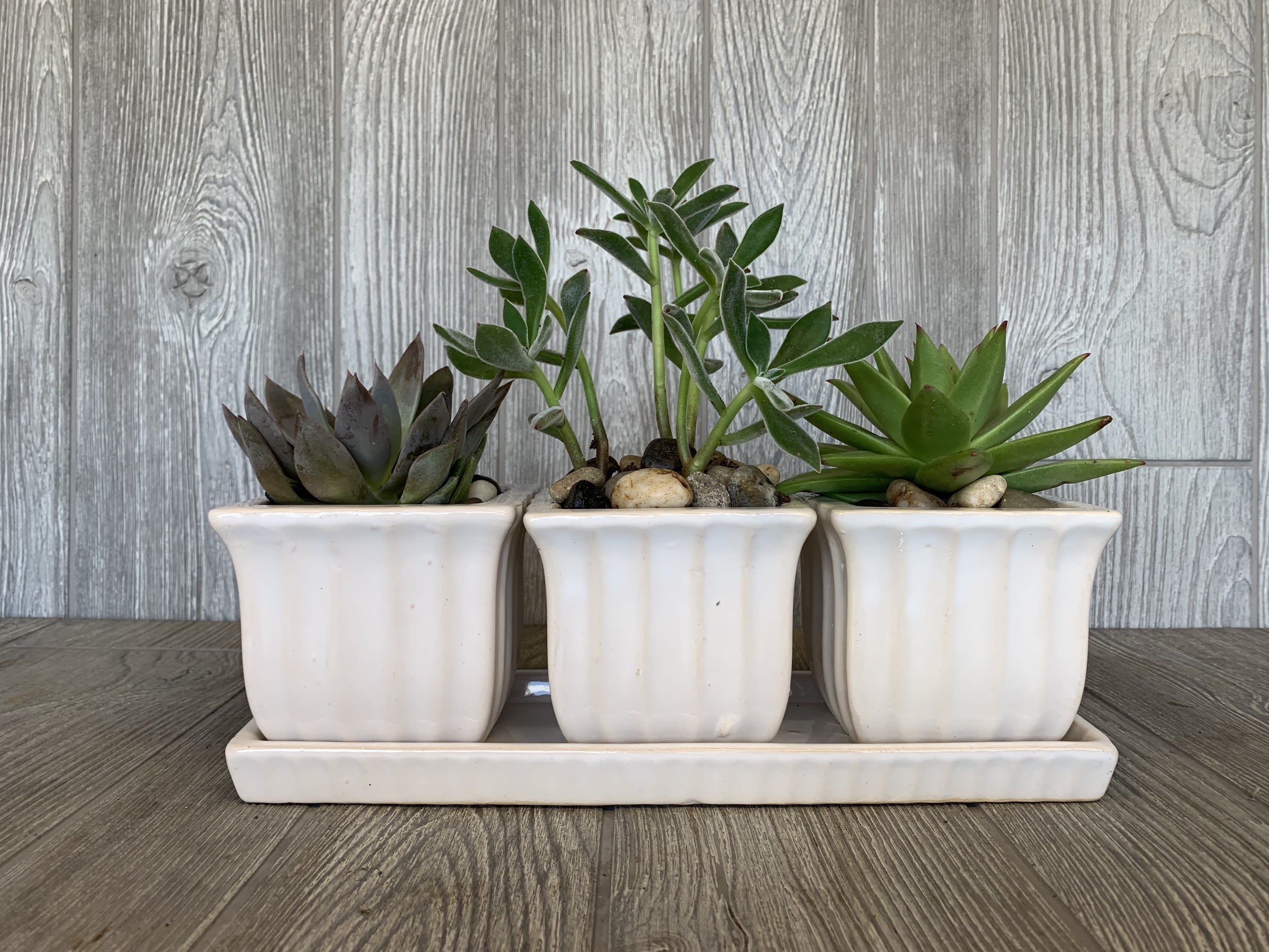 Three small succulents in white ceramic pots on a tray