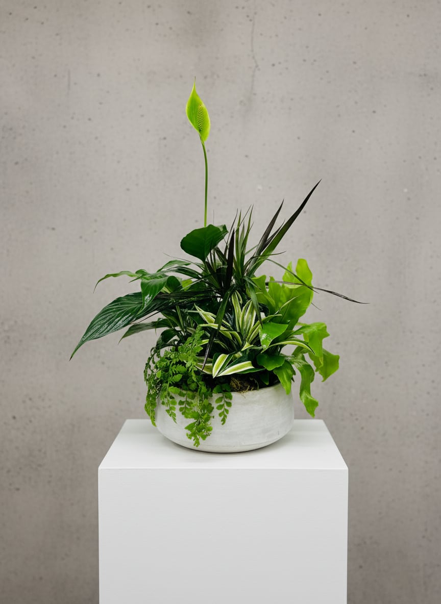 LF384 Quiet Expressions Dish garden - Five of the most popular and most loved of all plants. This is a gift that will bring many days of joy. This mix of assorted plants that are in season, accented with river rocks and delivered in a  rectangle box or a white ceramic rectangle box   Approximately 10 1/2" W x 13" H Orientation: All-Around As Shown 