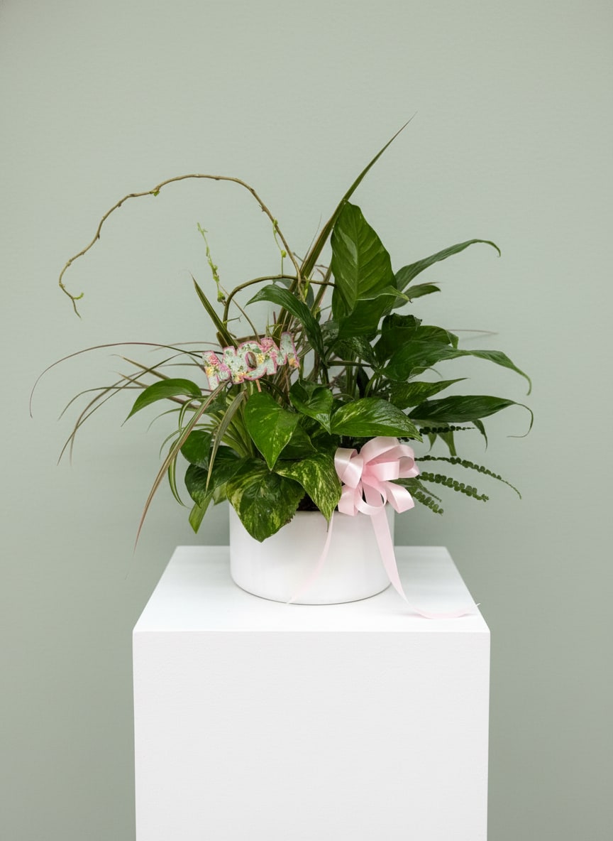 Mother's Day Dish Garden - Five of our most popular and most loved plants.  This is a gift that will bring many days of love and joy!  This is a mix of assorted plants that are in season, accented with green moss and river rocks, delivered in a white round ceramic container.   Approximately  10 1/2" round and 13" high Orientation"  All- Around as shown