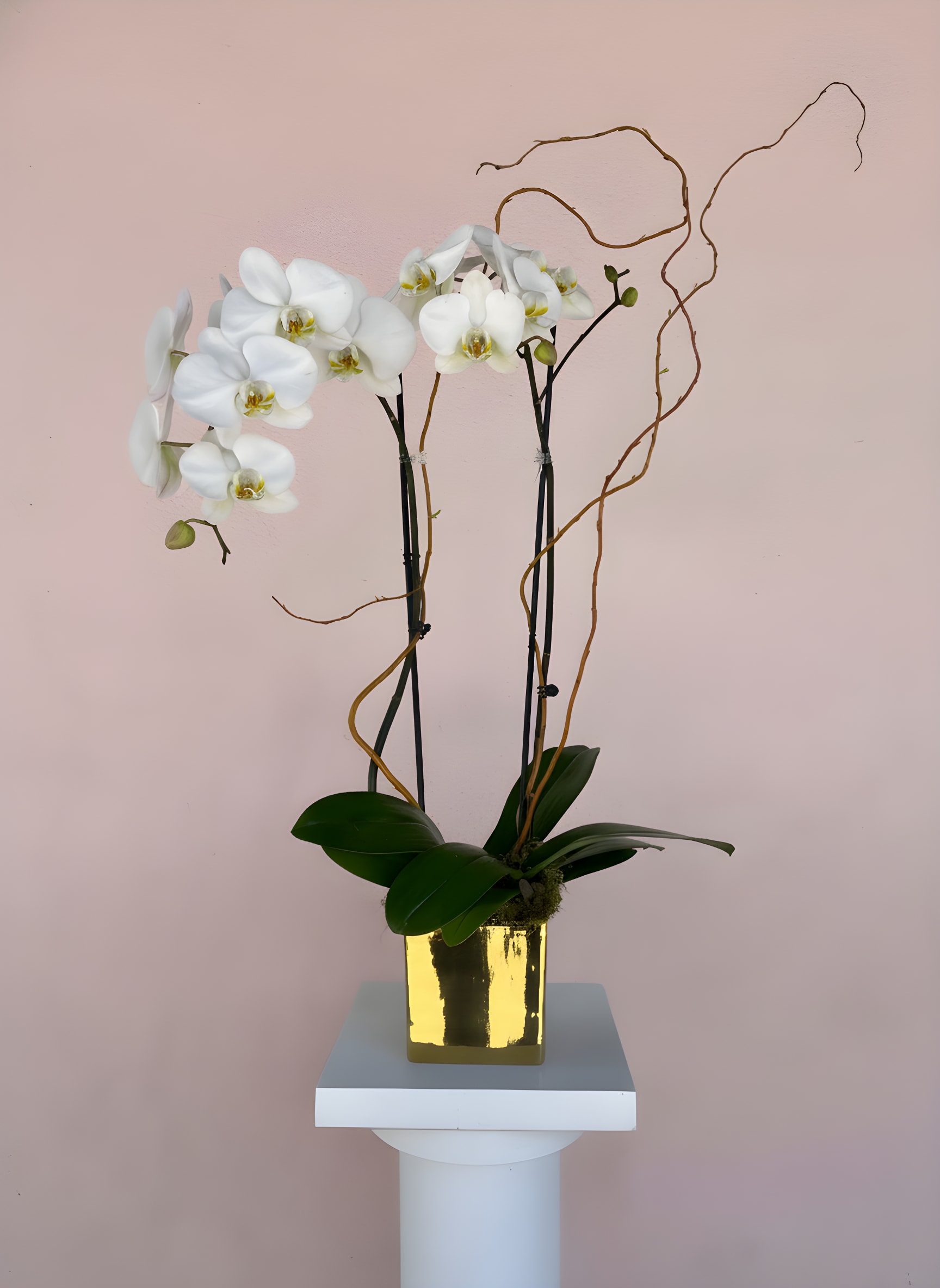 LF383   Two Stem Orchid - Two stems of Phalaenopsis orchids in a silver or gold  pot. A gift that is sure to impress in any situation.   APPROX.DIMENSIONS: 12" W x 32" H