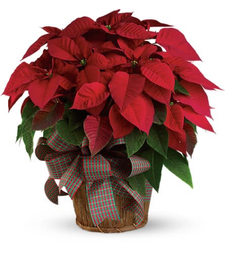 Red poinsettia plant in a woven basket with a red and green plaid bow.