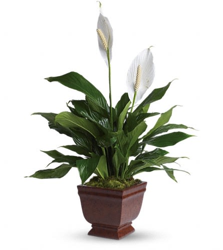 Potted peace lily plant with lush green leaves and two white blooms in a brown square planter