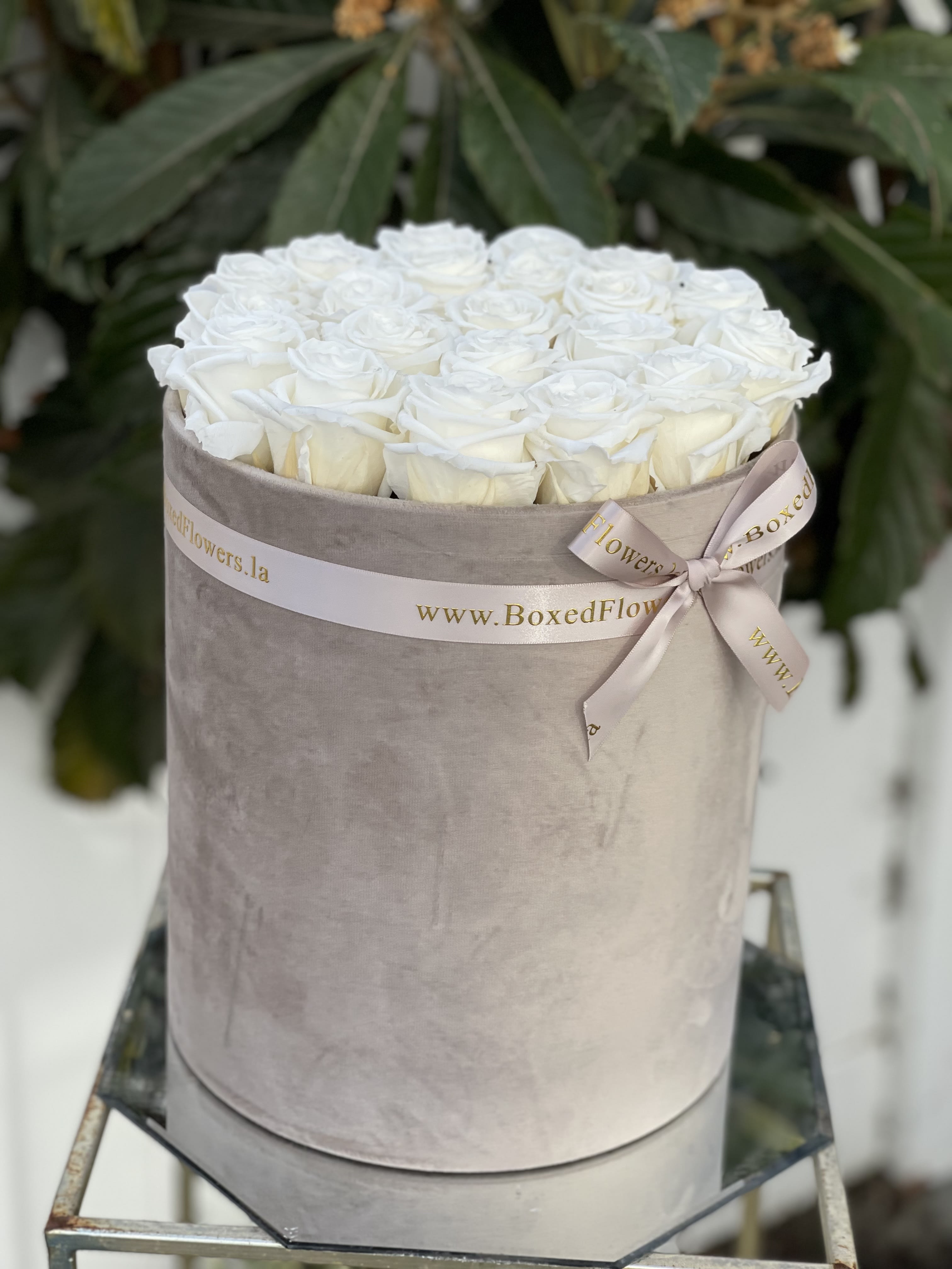 Round box of white roses tied with a satin ribbon