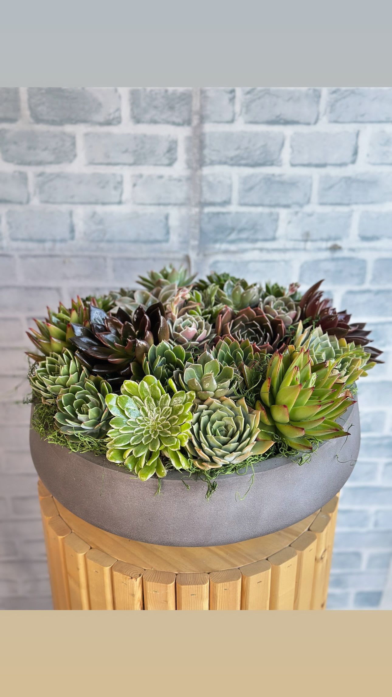 Succulent arrangement in a round gray planter