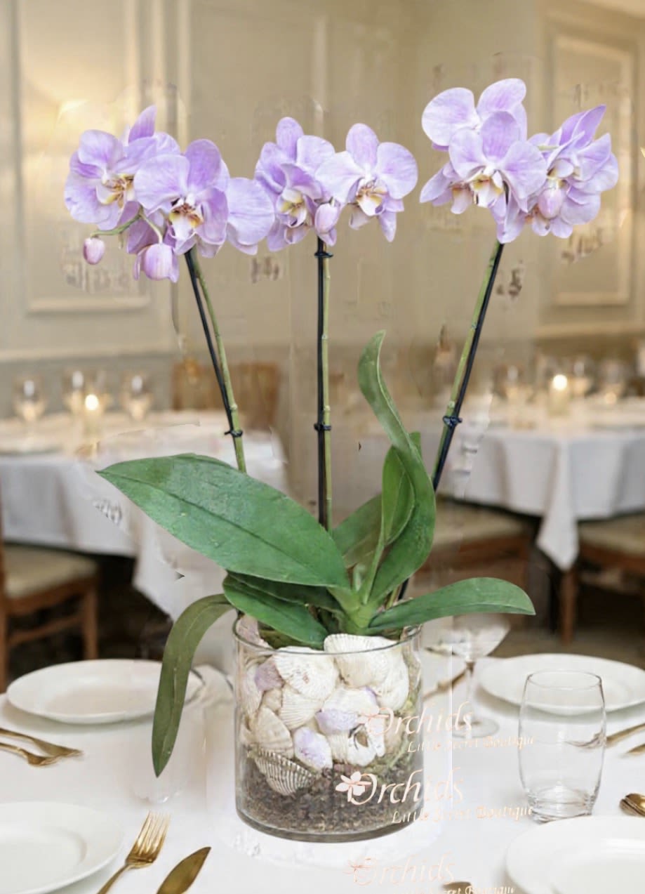 Luxury Lavender Phalaenopsis Orchids Garden | Same-Day Delivery Orange County - Measures overall 19”H Elevate your gift-giving with the sophisticated beauty of our Lavender Phalaenopsis Orchid Garden. This luxury arrangement features multiple blooming stems in delicate lavender tones, artfully displayed in a modern glass container accented with elegant seashells for a refined, coastal-inspired aesthetic. Perfect for birthdays, anniversaries, sympathy gestures, housewarmings, or corporate gifting, these premium orchids bring serene, long-lasting beauty to any home or office space.  