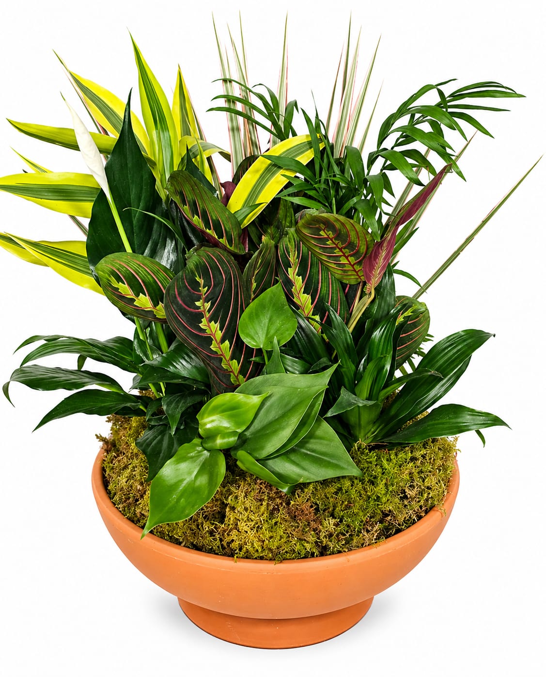 12" Terra Bowl Dish Garden – Indoor Plant Arrangement Gift - Bring warmth and natural beauty into any space with our 12" Terra Color Bowl Dish Garden. Designed in a classic clay bowl, this lush arrangement features a carefully selected mix of vibrant green plants, layered with rich textures and finished with natural moss for an earthy, elegant look.  Perfect for both home and office, this living arrangement offers a long-lasting alternative to traditional flowers. Its timeless design and easy-care plants make it an ideal gift for sympathy, birthdays, get well wishes, or simply brightening someone’s day.  Each garden is handcrafted and unique, creating a one-of-a-kind piece that continues to grow and thrive.  Features: 12" terra Color bowl planter Assorted live green plants (variety may vary) Natural moss finishing for a polished look Long-lasting and easy to care for  Care Tips: Place in bright, indirect light. Water lightly when the soil begins to dry.