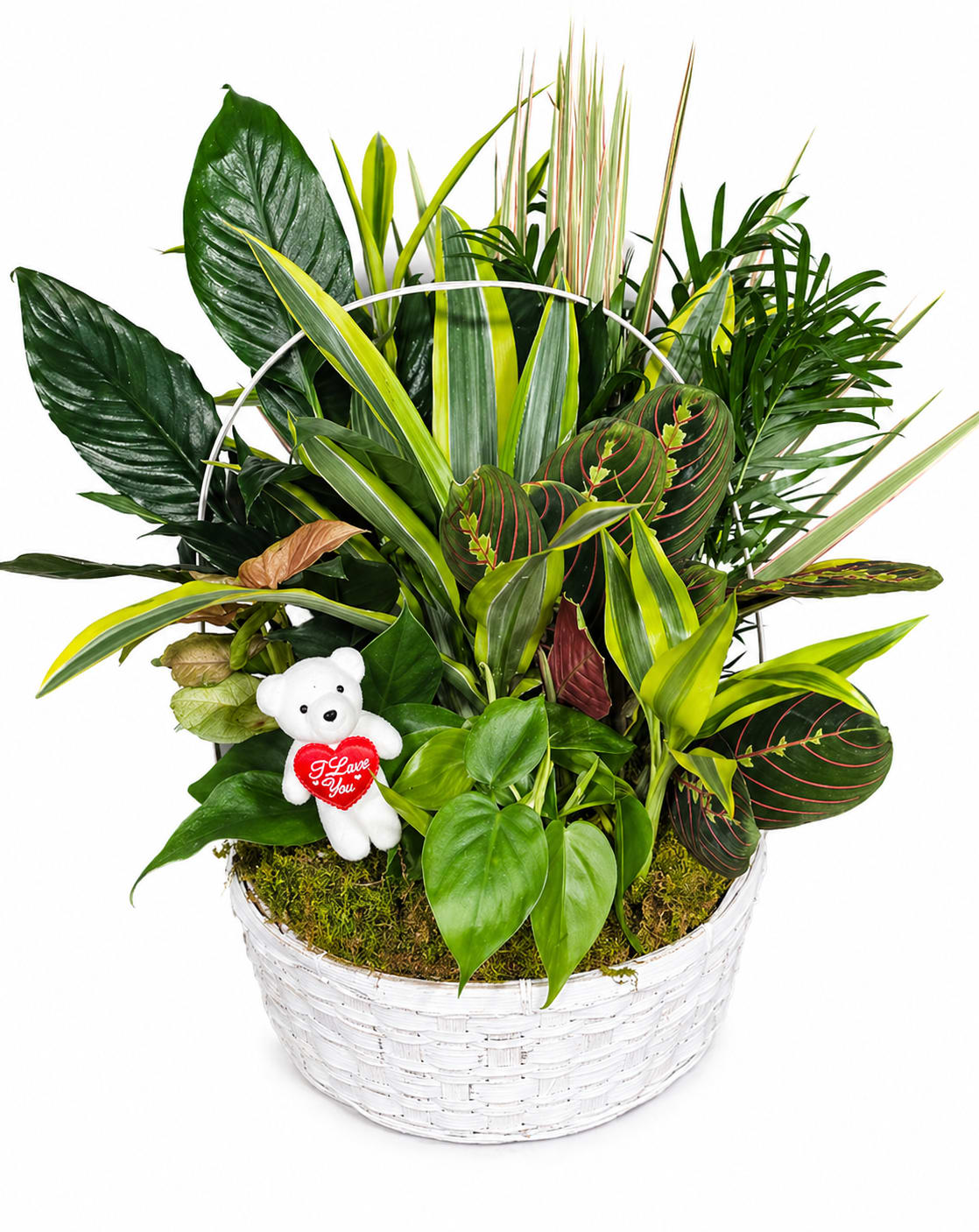 16" Lush Dish Garden in Wicker Basket - Plants Arrangement - Make a lasting impression with this full, vibrant 16" dish garden, beautifully arranged in a classic wicker basket. Featuring a rich mix of lush green plants with varied textures and tones, this arrangement brings natural elegance and life to any space. Accented with soft moss and a charming keepsake plush, it’s a thoughtful and comforting gift for any occasion.  Designed to be long-lasting and easy to care for, this dish garden is a perfect alternative to traditional flowers—ideal for sending warmth, support, or celebration that continues to grow.  Features: Generous 16" wicker basket planter Assorted live green plants (variety may vary) Full, lush design with height and texture Includes decorative accents (plush may vary) Long-lasting and easy to maintain  Perfect for: Sympathy • Get Well • Birthdays • Thank You • Home &amp; Office Décor  Care Tips: Place in bright, indirect light. Water lightly when the top soil begins to dry.