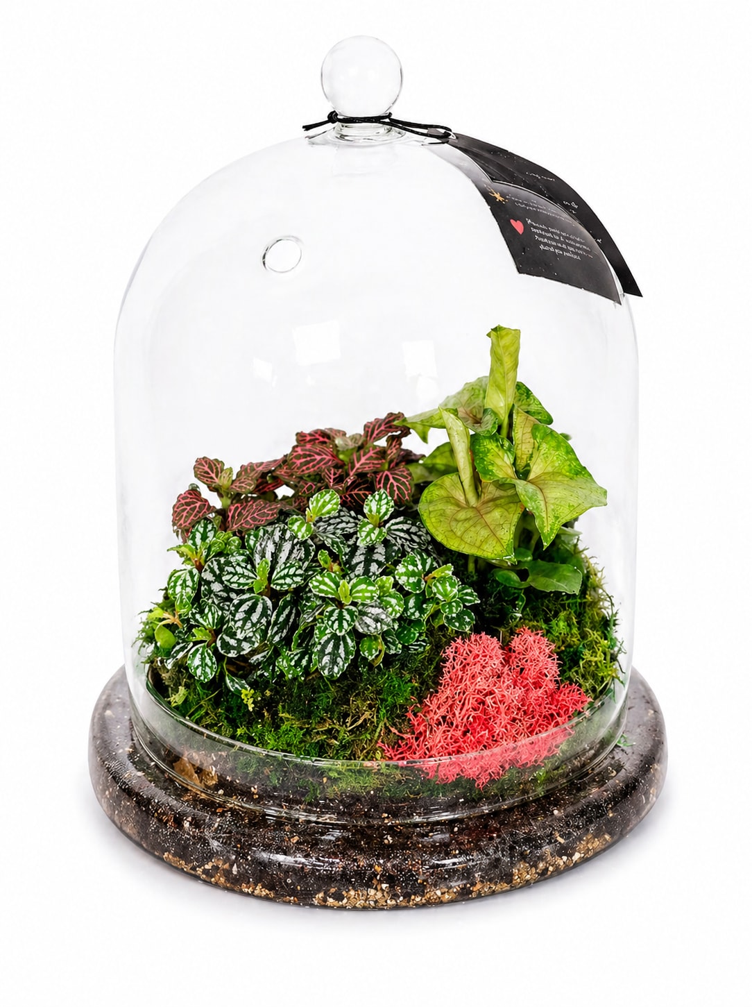 Glass Cloche Terrarium Garden Plant Arrangement - 11" Indoor Living Gift - A compact living garden tucked under an 11-inch glass cloche, this tabletop terrarium is a fresh way to celebrate Spring or send a Summer hello to the person you're thinking of. The glass dome and wooden base create a modern, gift-worthy presentation that reads like a tiny indoor landscape-perfect for Mother's Day, Earth Day, a housewarming, or a "just because" surprise that says you noticed the little things she loves.  Inside the clear cloche a curated mix of small ornamental plants includes variegated green-and-white foliage, pink-veined leaves, a tall lime-green arrowhead-type plant for vertical interest, and soft moss with a spot of vivid pink preserved accent for a pop of color. Housed in a glass terrarium bowl on a dark decorative base and finished with a black hanging tag, the arrangement measures 11 inches high and offers a lush, compact composition that fits bedside tables, desks, or shelves. The overall palette of green, pink, white, black, and red gives visual contrast while keeping the look calm and modern.  This living plant gift is low-maintenance and long-lasting compared with cut flowers-place it in bright, indirect light and water sparingly so the terrarium's natural humidity does the work. Handcrafted in West Melbourne, FL, it arrives ready to display and is the kind of thoughtful present that makes a plant lover feel genuinely seen.