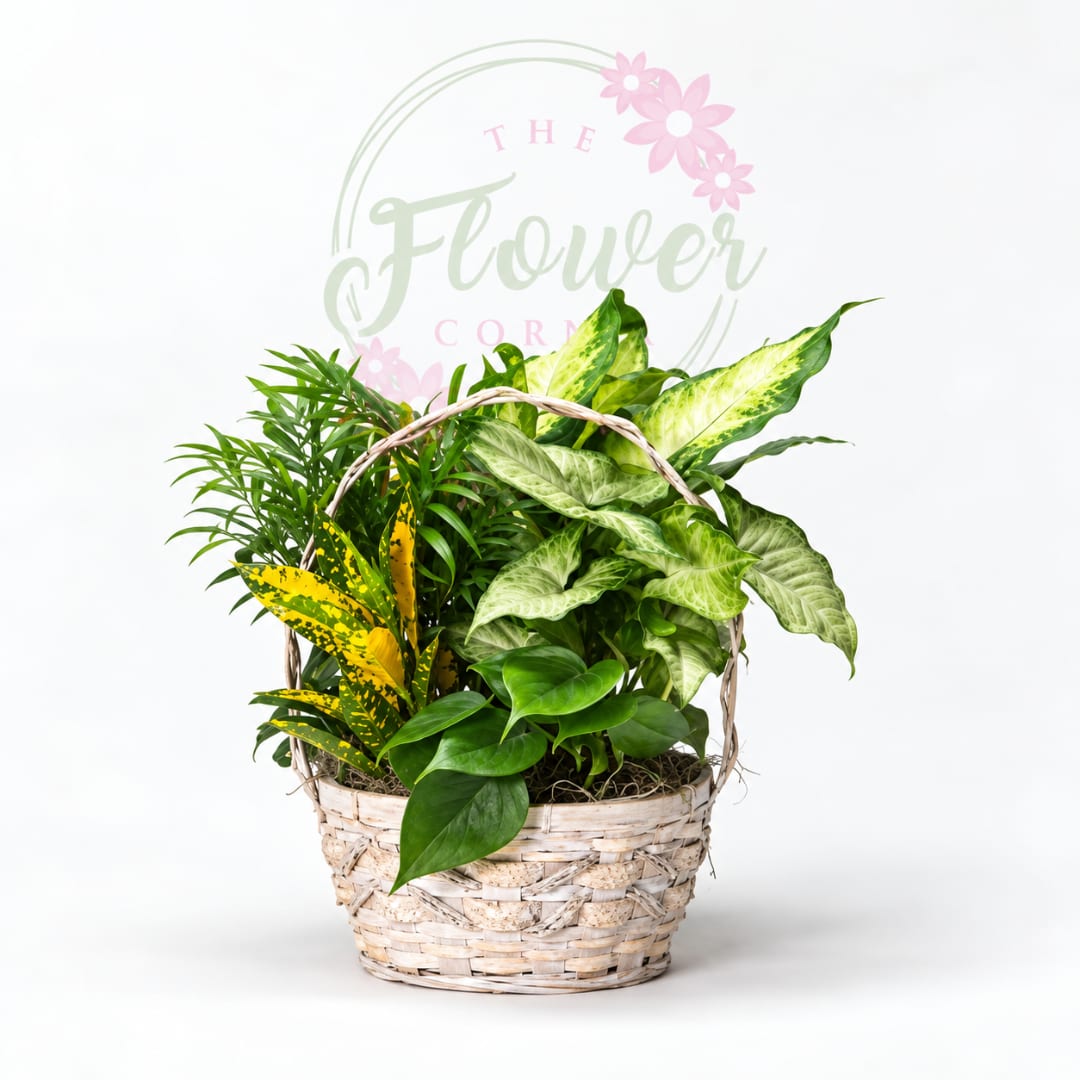Basket of assorted green houseplants with variegated leaves