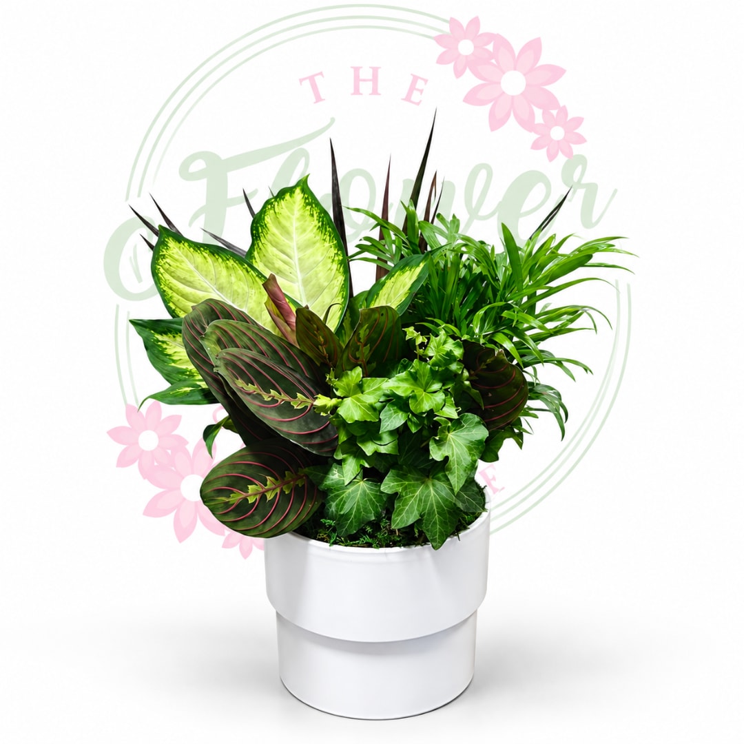 Mixed green houseplants arranged in a white pot