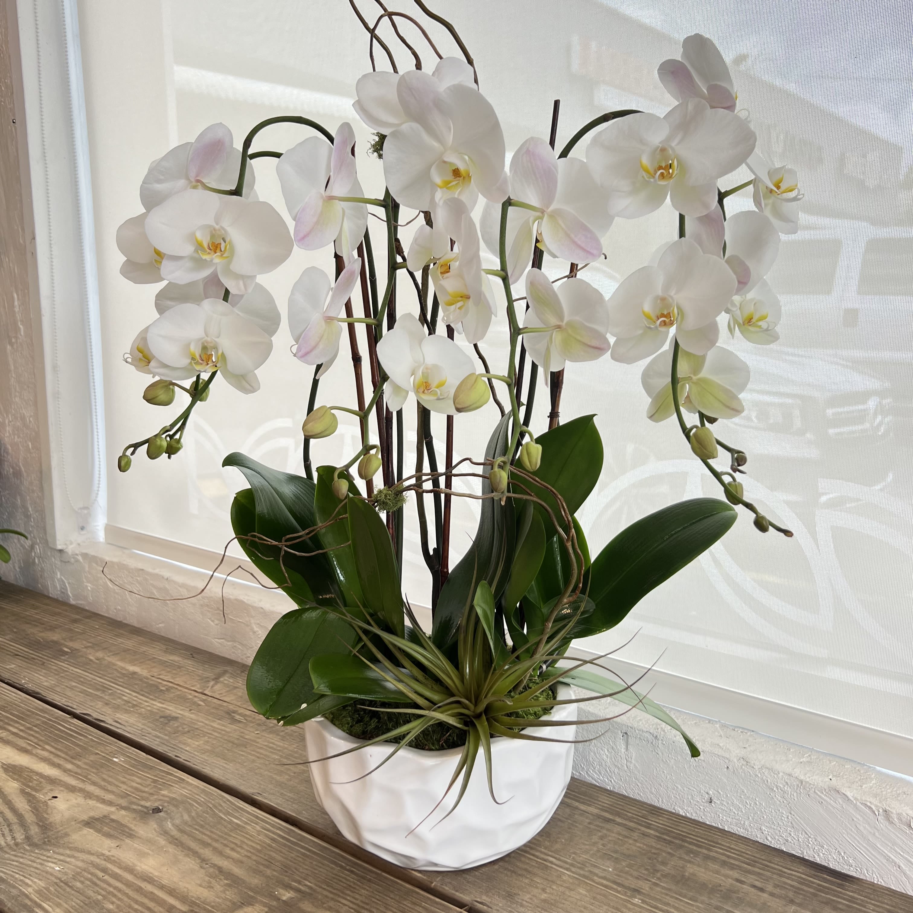 White orchid plant in a white pot with broad green leaves