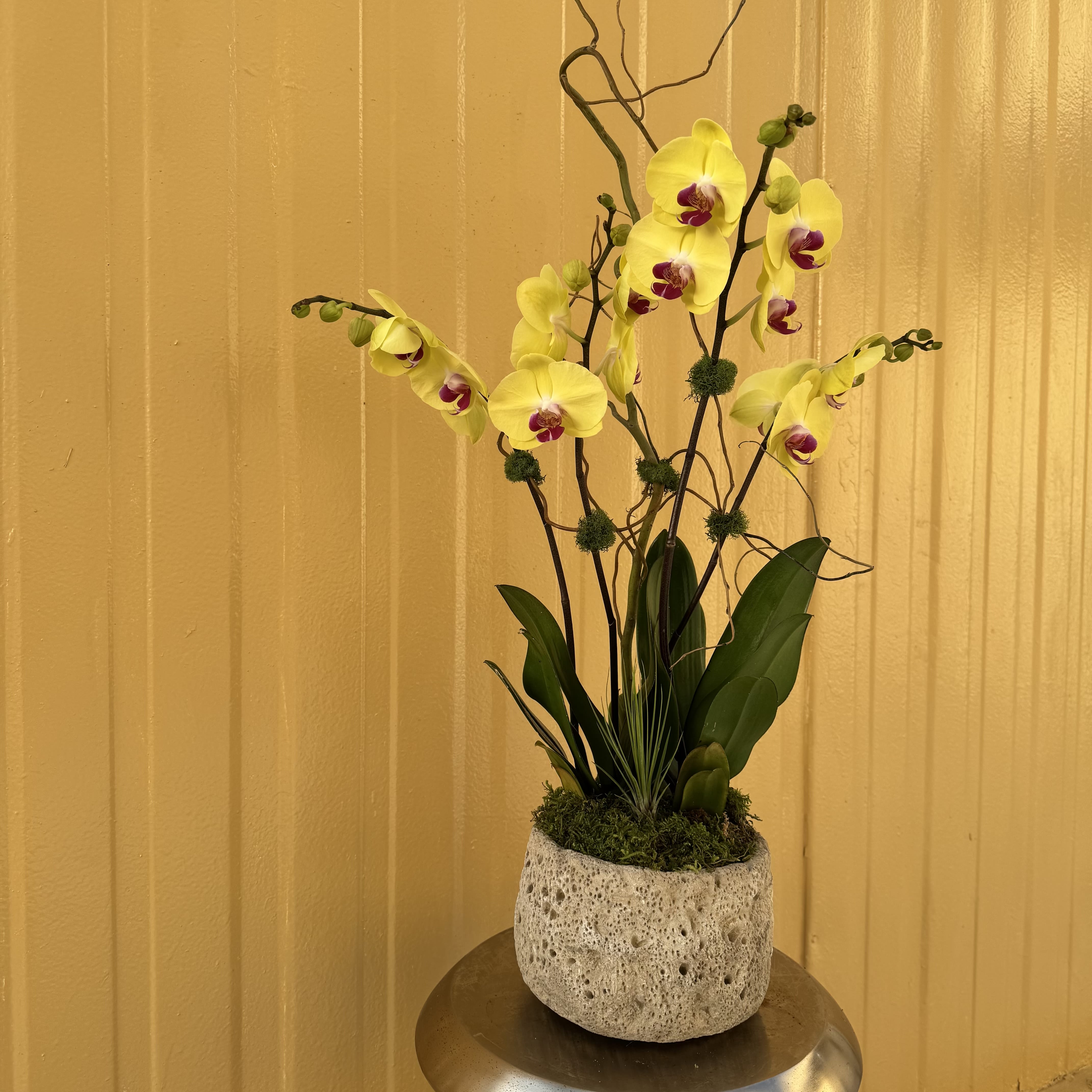 Yellow orchids in a textured stone planter