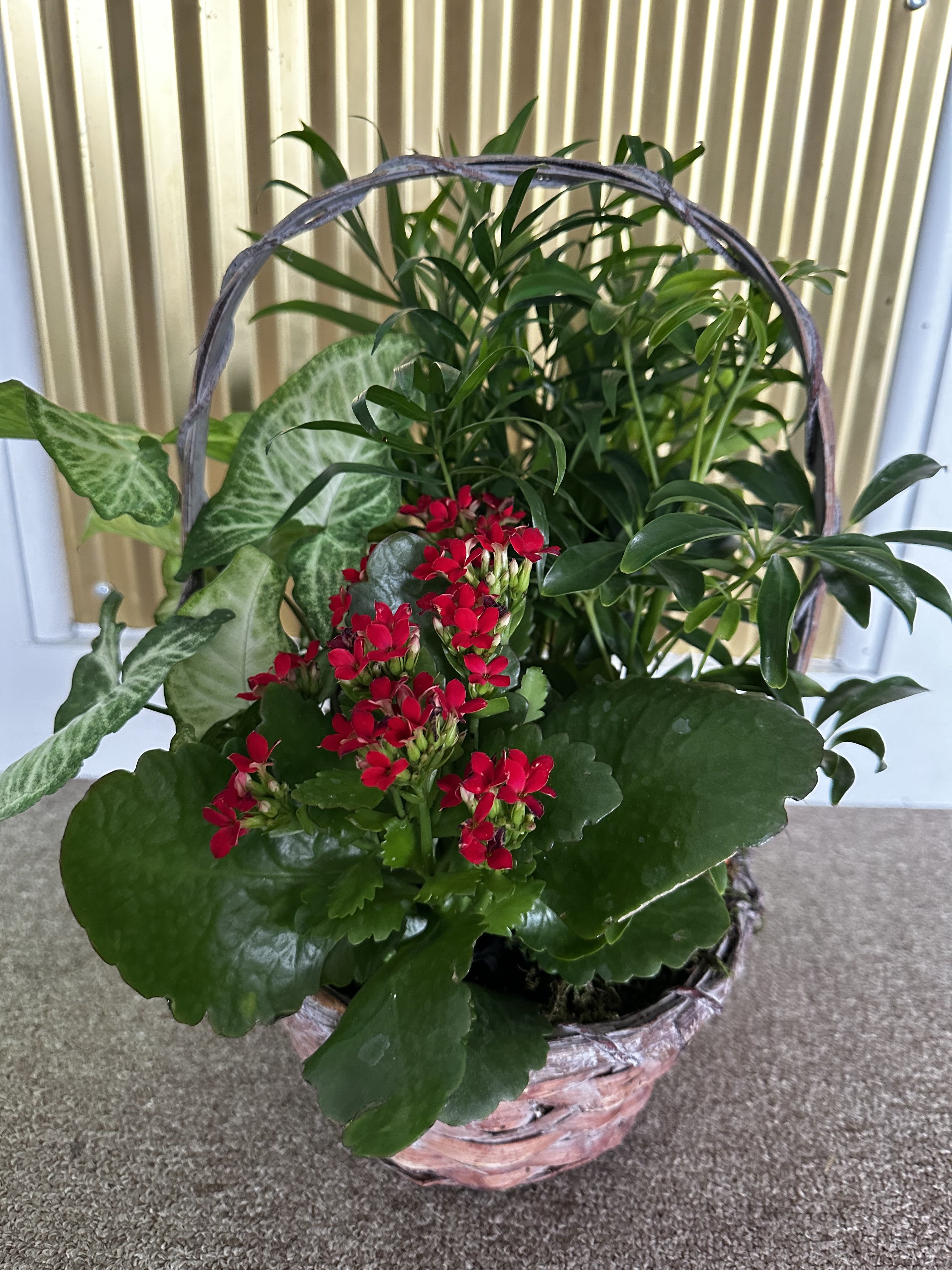Basket garden with flowering plant - A handled basket of 3 foliage plants with a flowering kalanchoe. Kalanchoe colors vary depending on availability but usually pink, yellow, or red.  Basket shapes vary from round to oval, rectangle, or square. Basket colors vary from white, brown, to natural. 