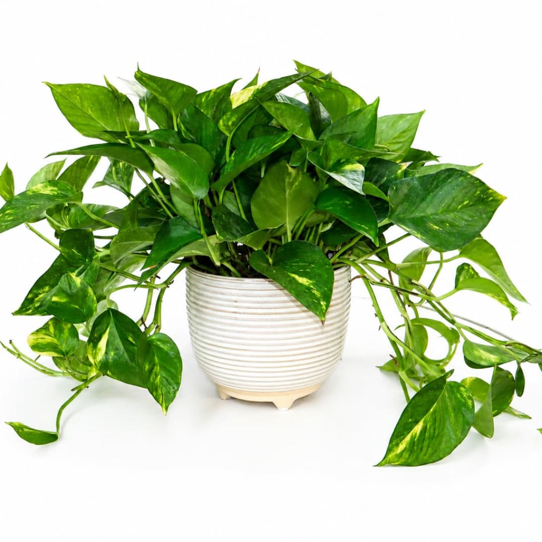 Potted pothos plant with trailing green leaves in a white ribbed pot