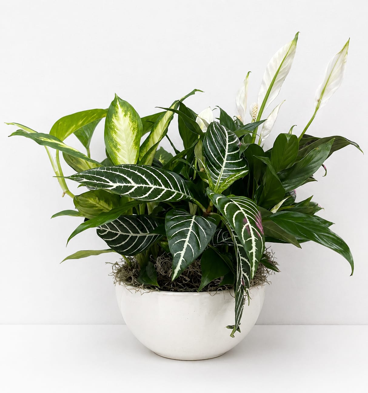  Ceramic Container Dish Gardens - Who says you need to go outside to enjoy the natural beauty of a green landscape? Our classic dish garden is hand-designed with a lush variety of fresh plants to spruce up any indoor space. Set in a charming Ceramic Planter (Design of Container Depends on availability) with a ribbon, it’s a thoughtful gift for birthdays, housewarmings, funeral services or any occasion you want to send a smile.  (In delivery notes at checkout please let us know what color bow you would like for us to add on the plant.) This dish garden is hand-crafted with the freshest green plants available, Planter design and color may vary due to regional availability  Small measures approximately 8.5"D  Medium measures approximately 11.5"D Large measures approximately 14"D  