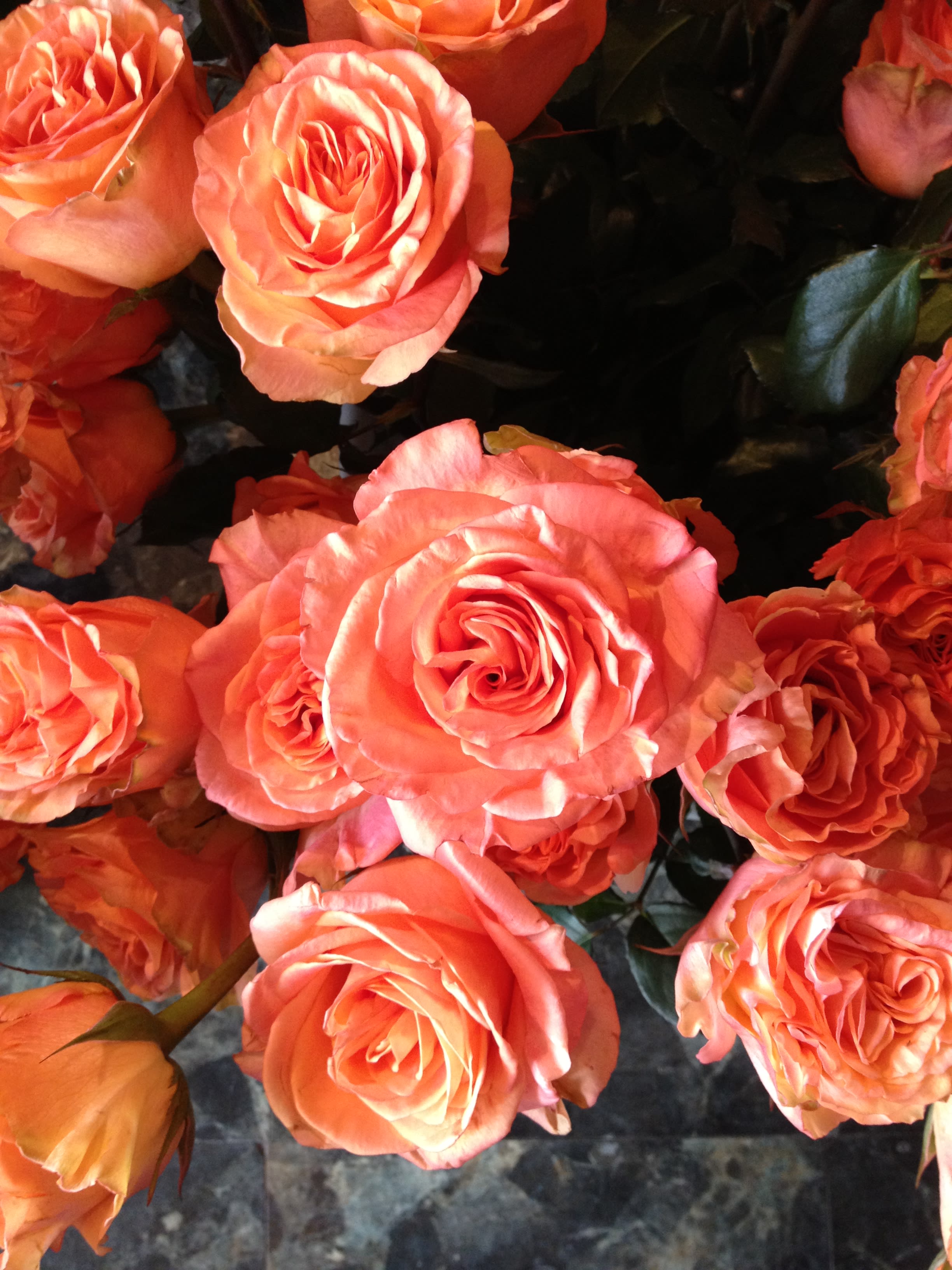 Cluster of coral-orange roses in close-up