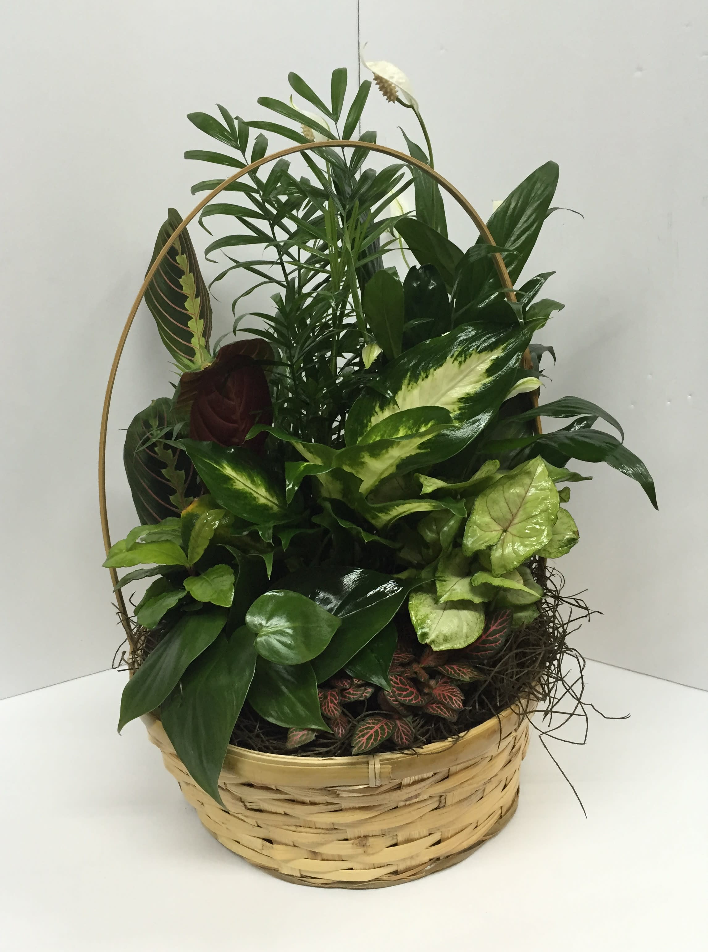 Basket of assorted green houseplants with a decorative handle