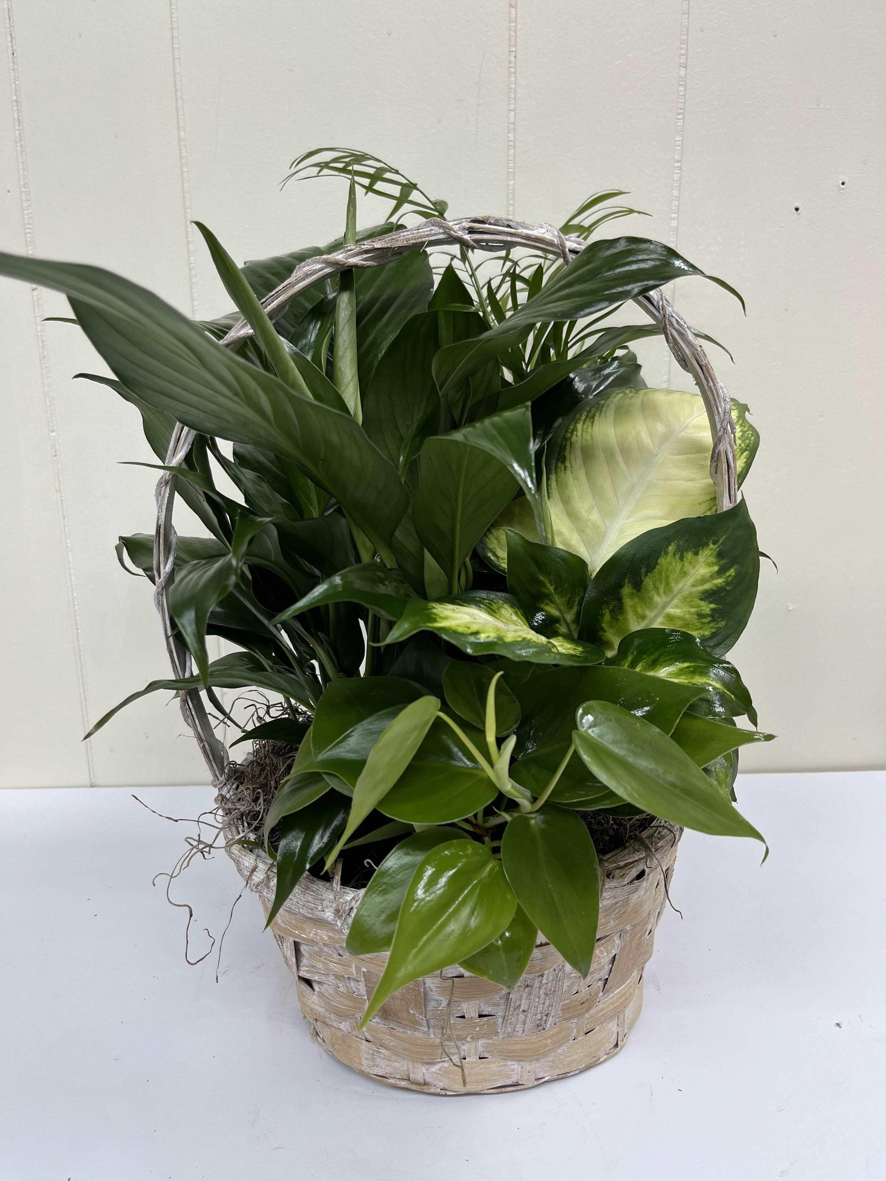 Basket of assorted green houseplants with glossy leaves