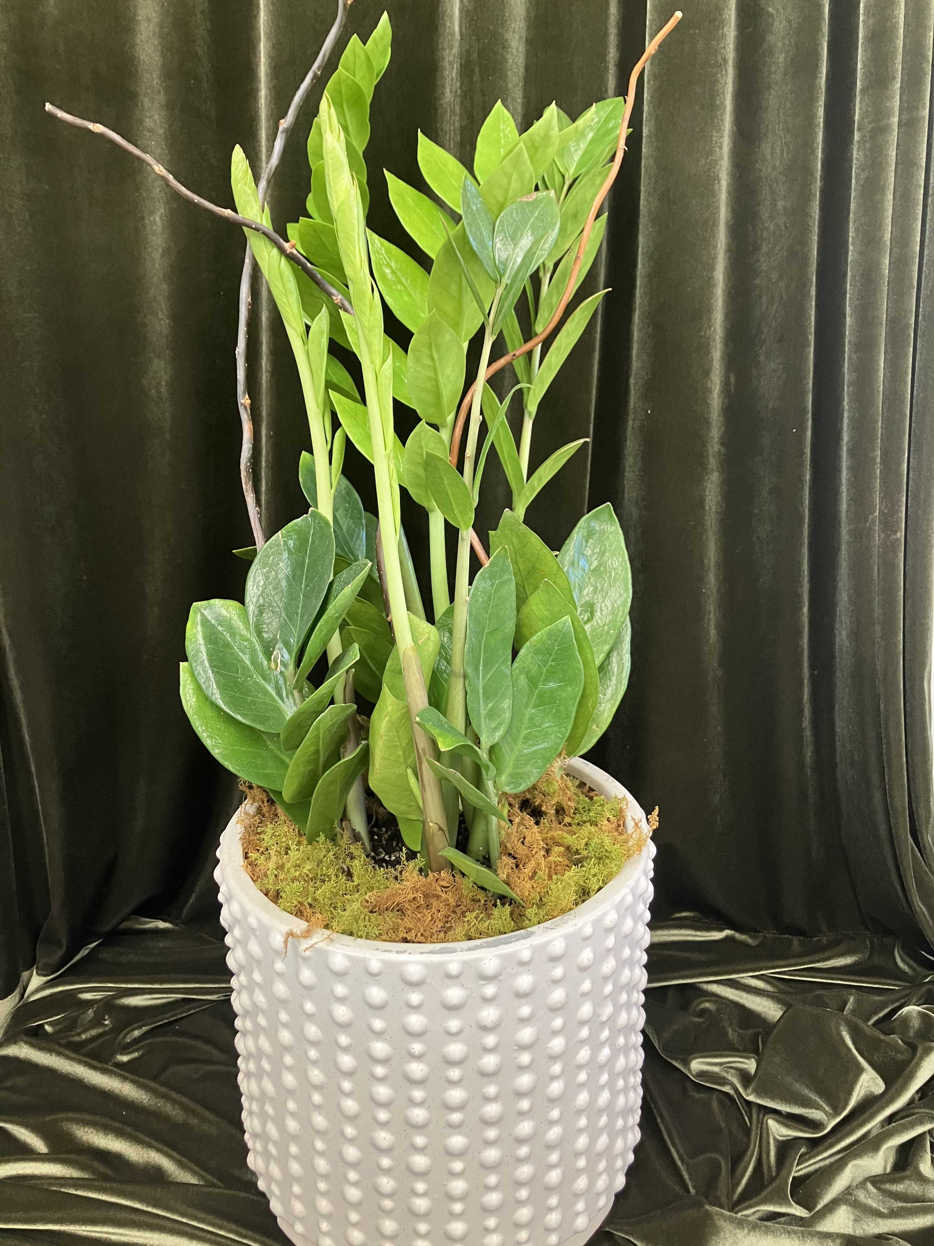 Potted green plant in a white textured ceramic planter