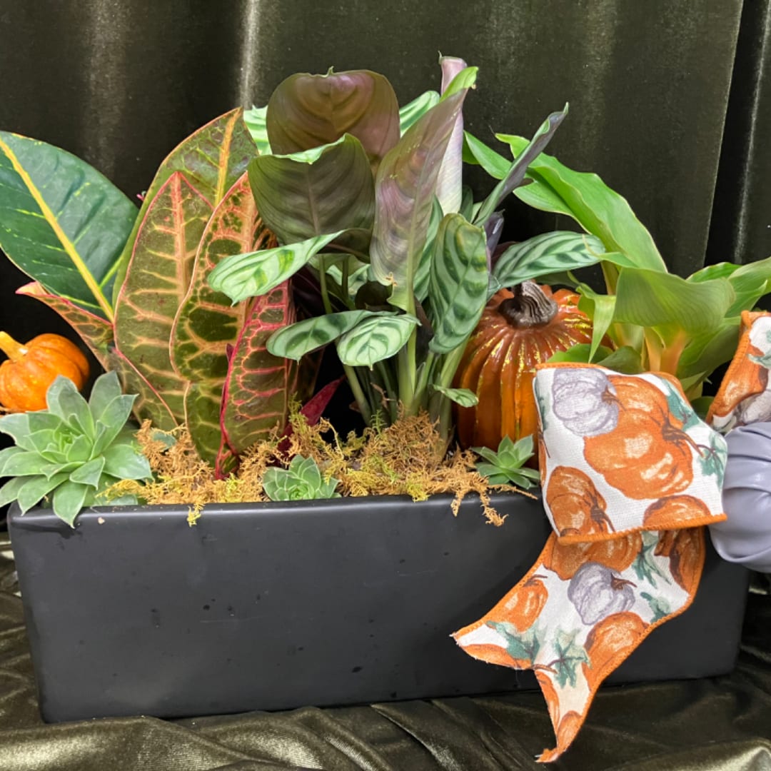 Mixed potted plants in a black rectangular planter with autumn decor