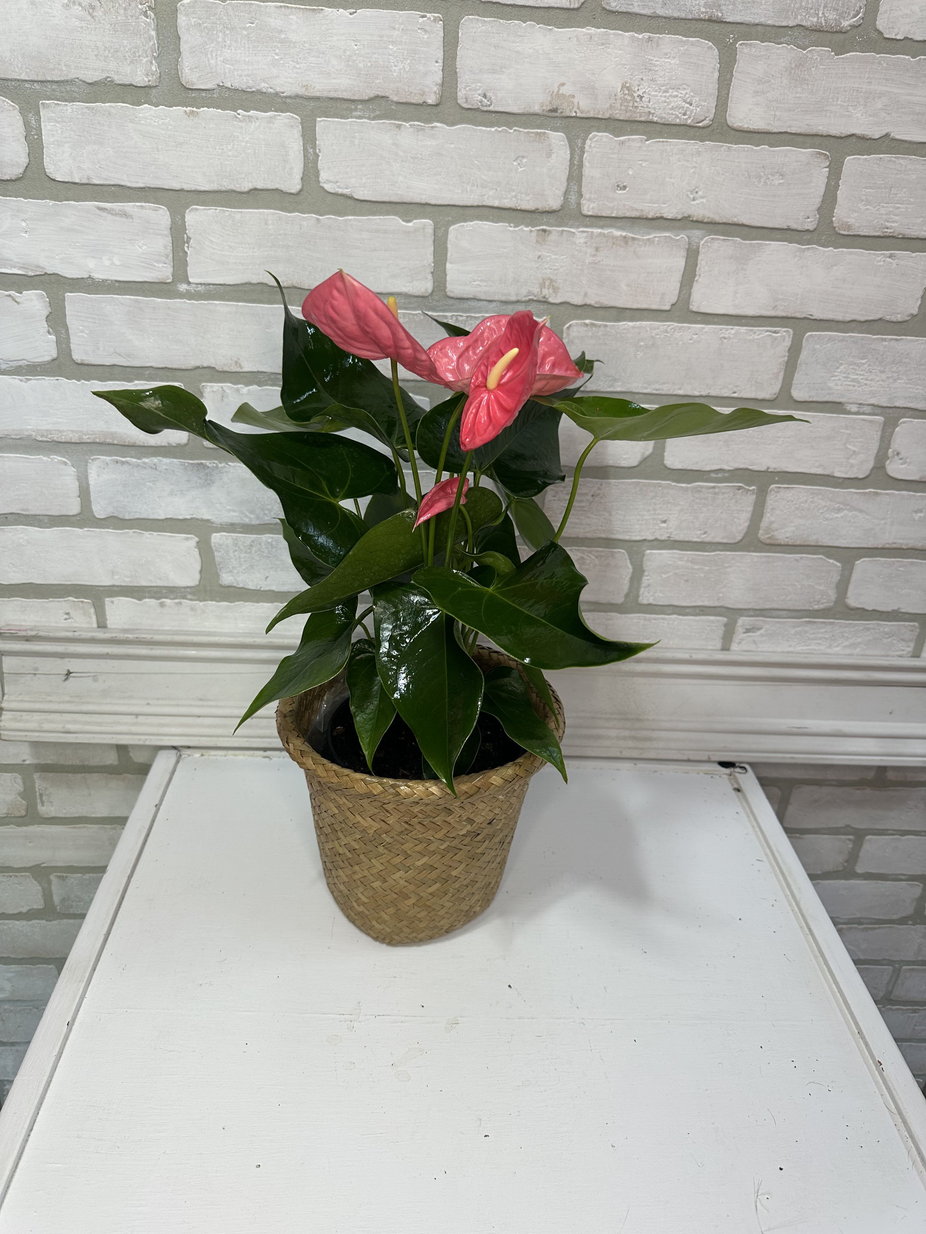 Pink anthurium plant in a woven basket pot
