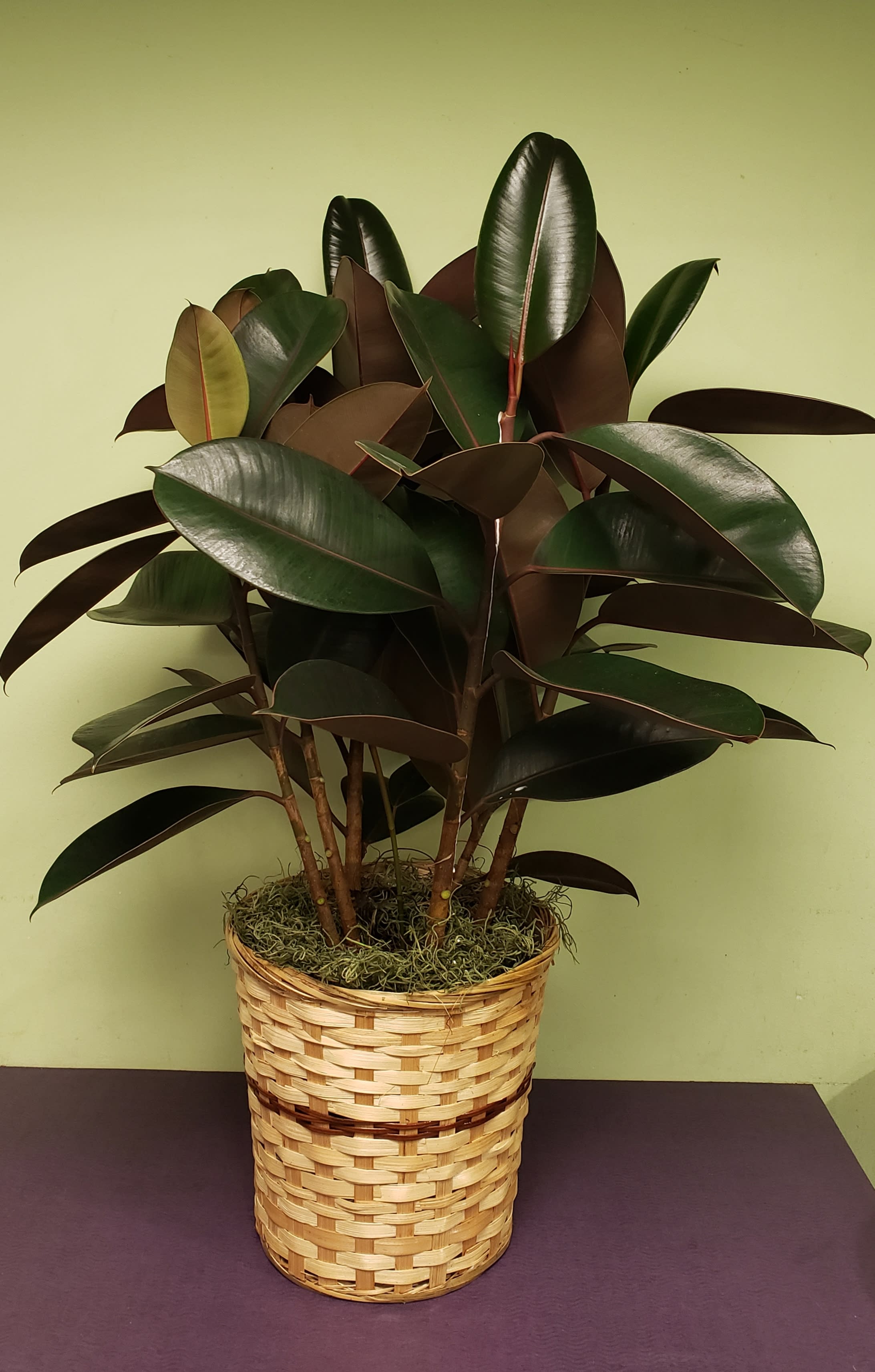Potted rubber plant in a woven basket planter