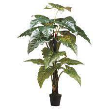 Potted tropical plant with large variegated green leaves