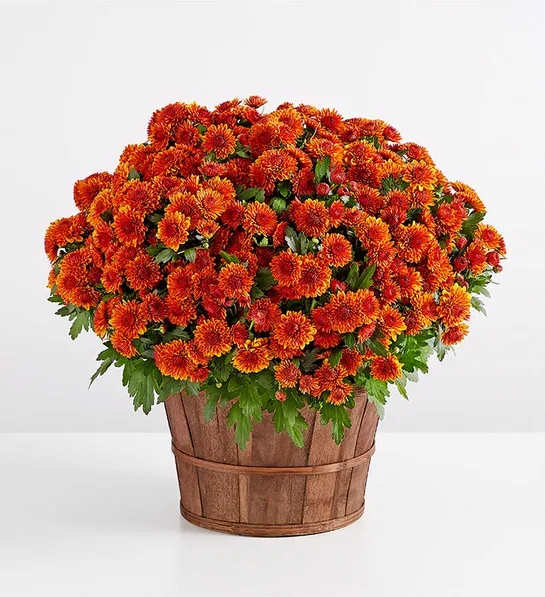 Autumn Outdoor Mum  - Create a gorgeous autumn display with our abundant orange mum plant. Full of rich color, this outdoor favorite arrives in a rustic bushel basket planter, adding to its seasonal delight.